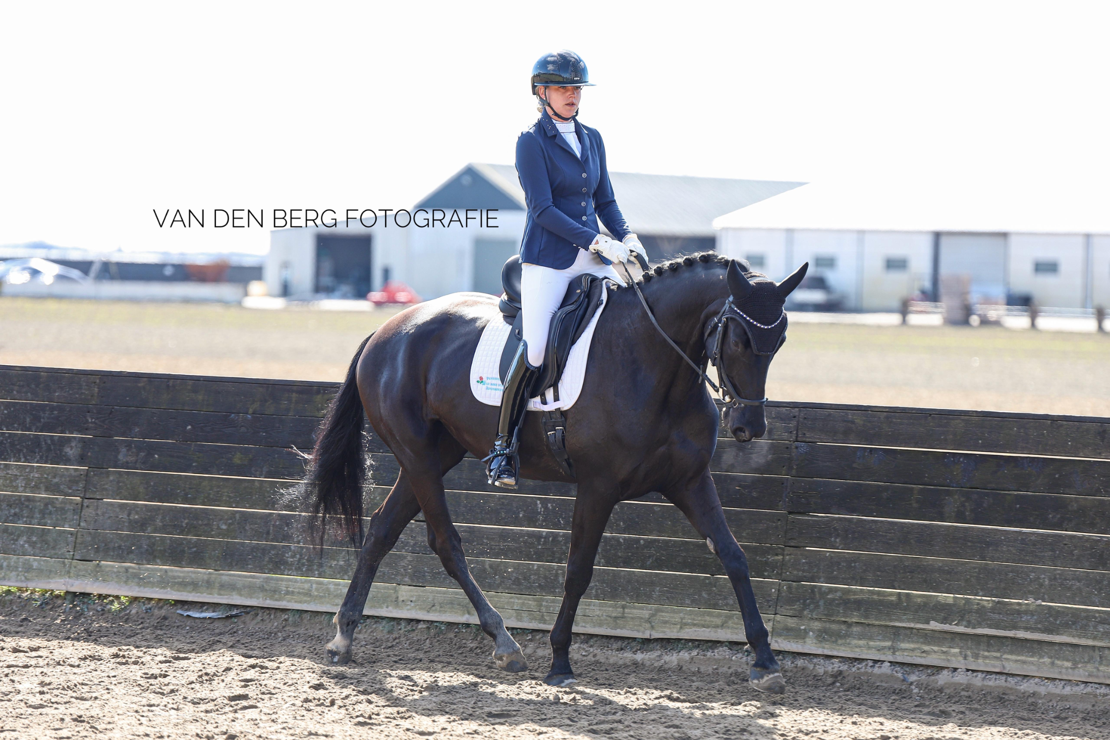 dressuurpaard merrie 7 years old zwart for sale - Photo 3