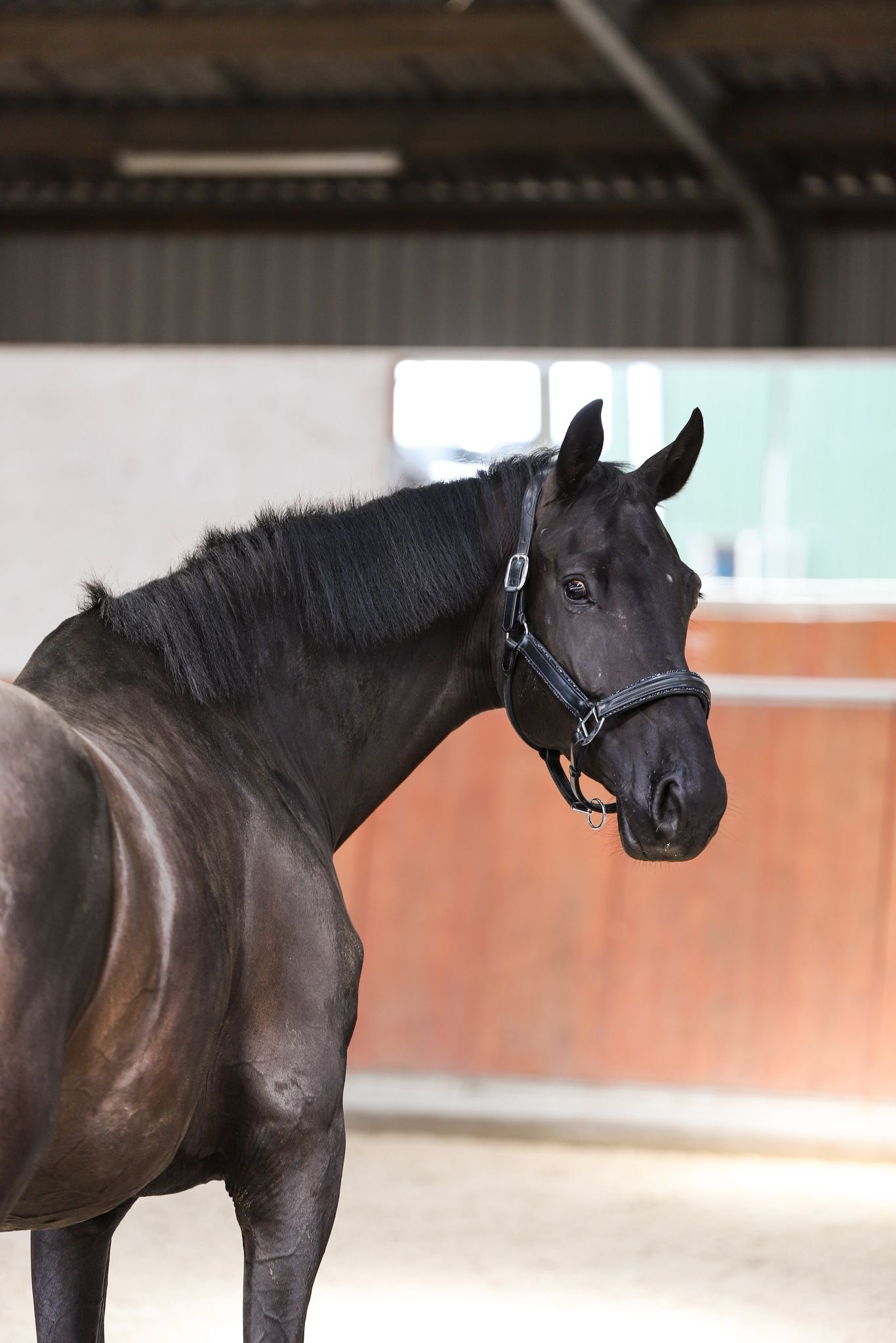 dressuurpaard merrie 7 years old zwart for sale - Photo 4