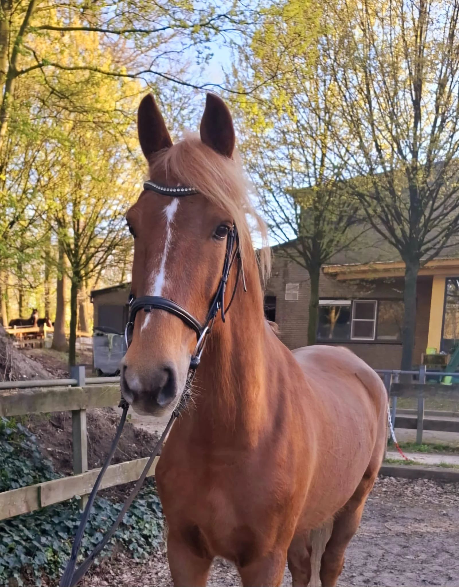 kwpn paard merrie 9 jaar vos te koop - Foto 4