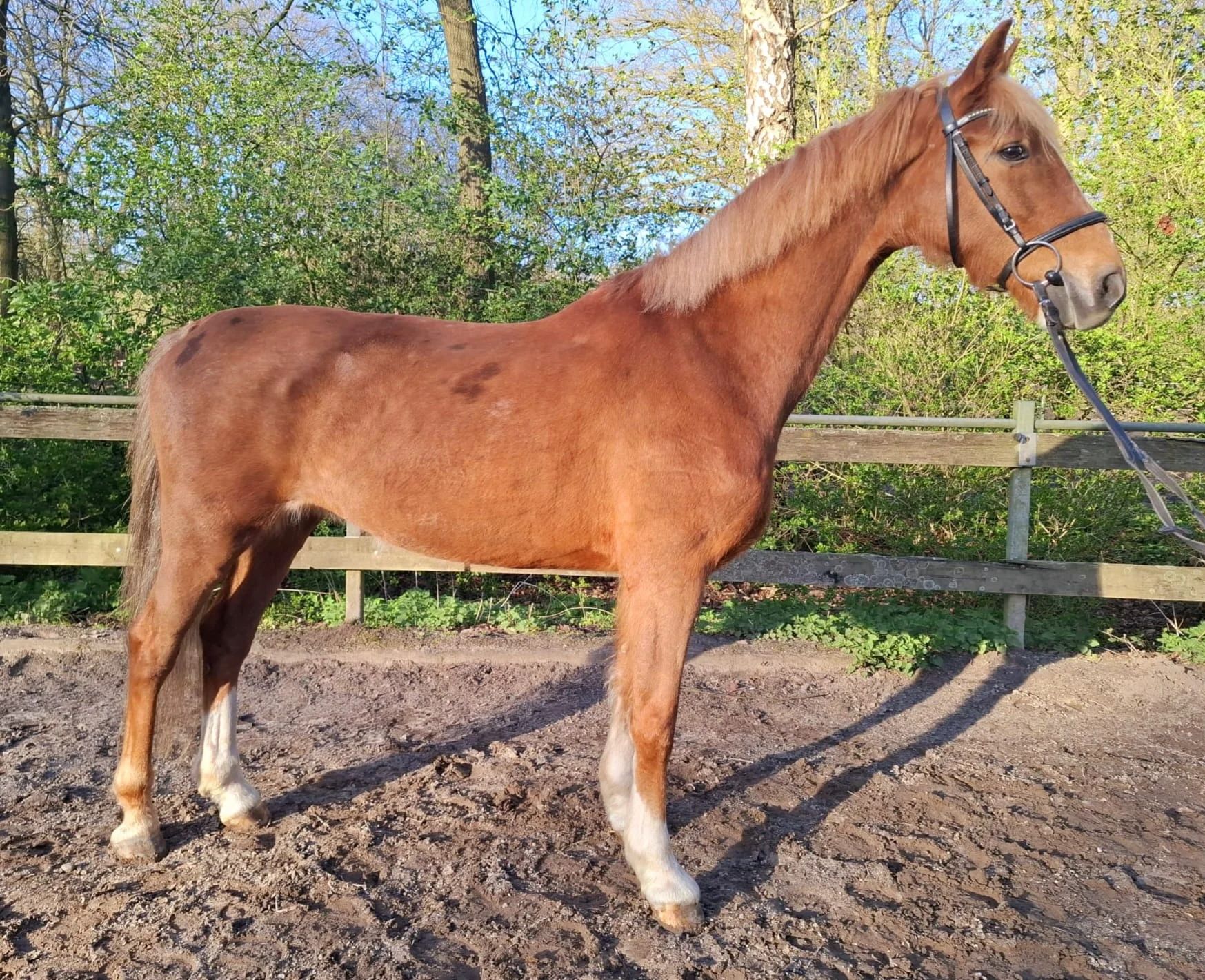 kwpn paard merrie 9 jaar vos te koop - Foto 3