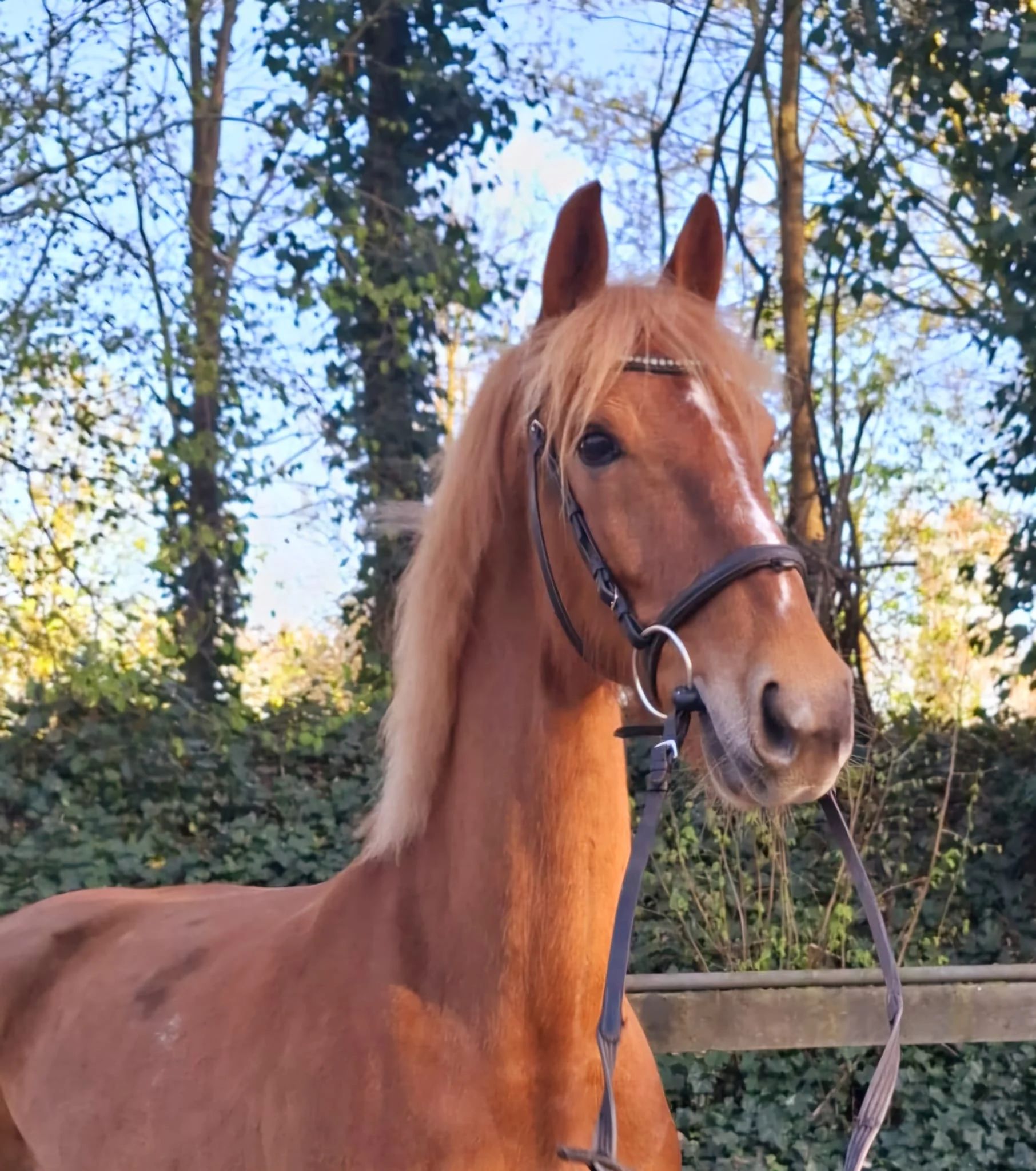 kwpn paard merrie 9 jaar vos te koop - Hoofdfoto