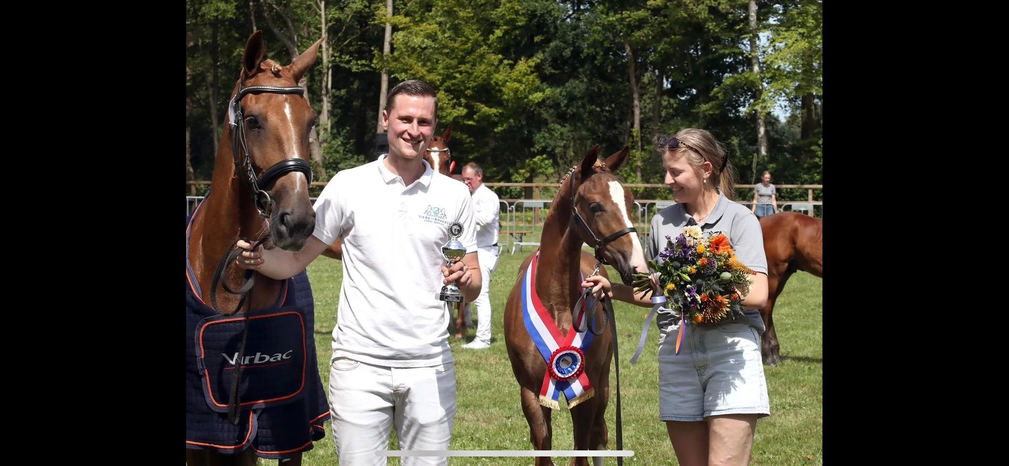 kwpn paard merrie 9 jaar vos te koop - Foto 6