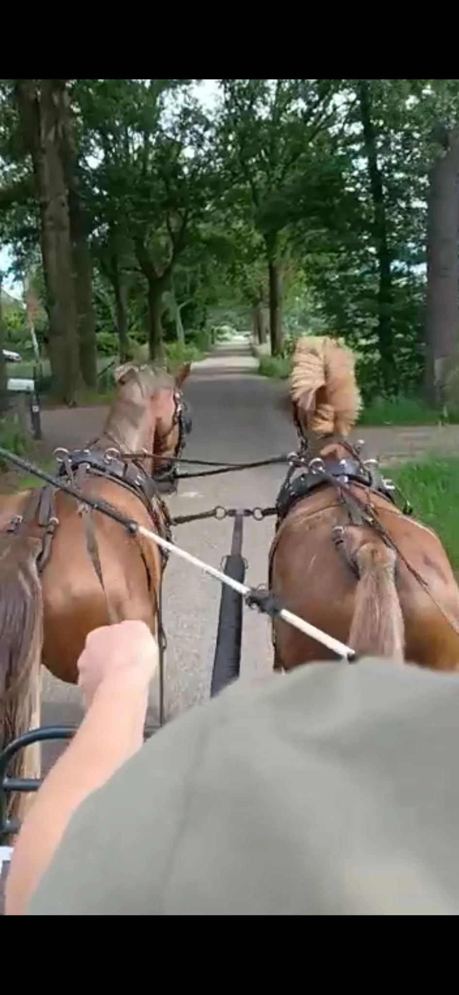 kwpn paard merrie 9 jaar vos te koop - Foto 5