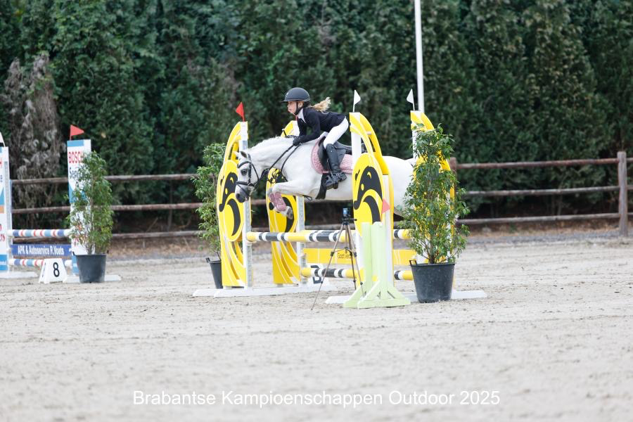 welsh springpony merrie 14 år schimmel till salu - Foto 2