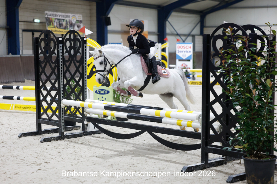 welsh springpony merrie 14 år schimmel till salu - Foto 6