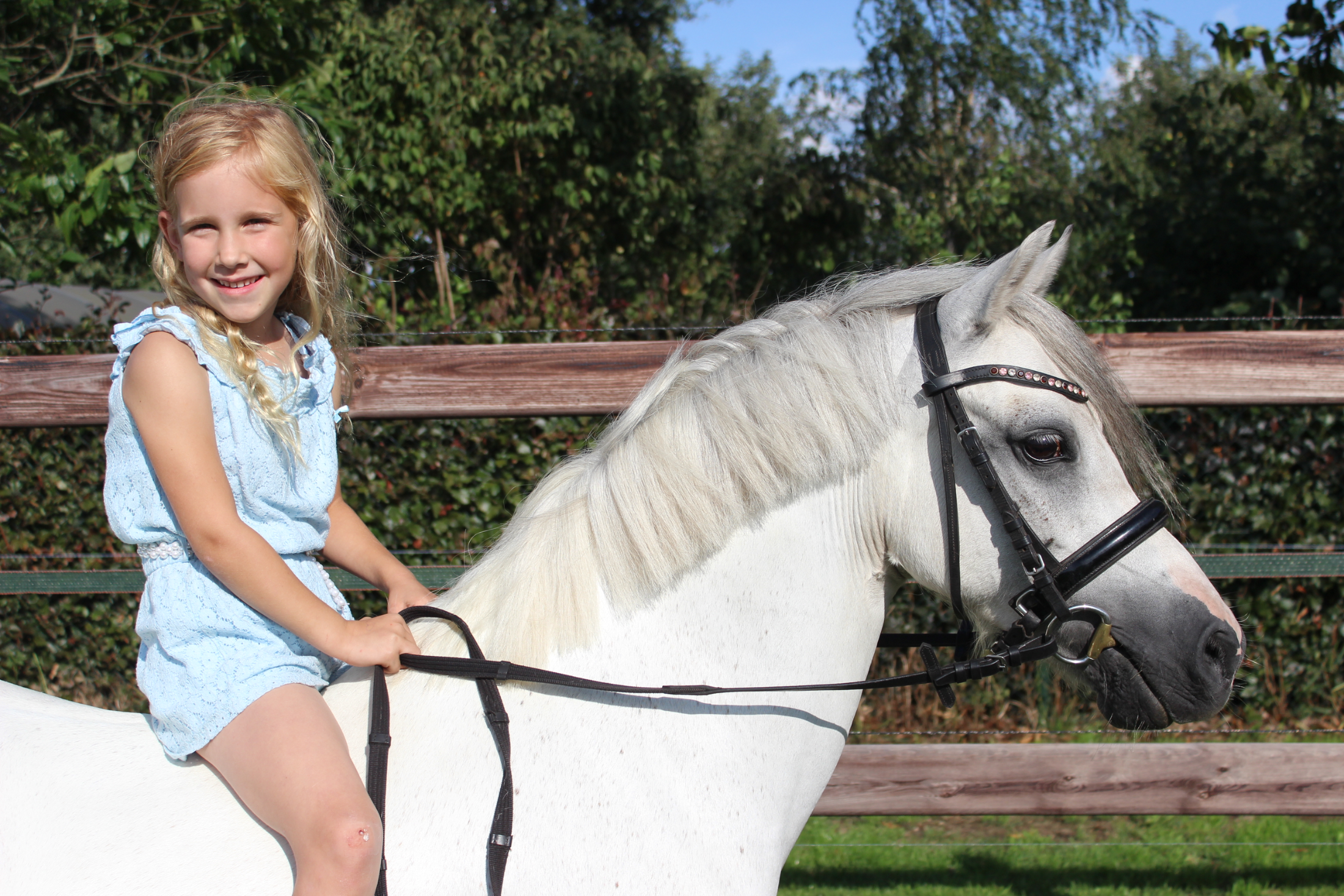 welsh springpony merrie 14 år schimmel till salu - Foto 4
