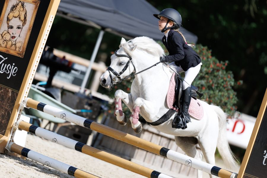 welsh springpony merrie 14 år schimmel till salu - Foto 3