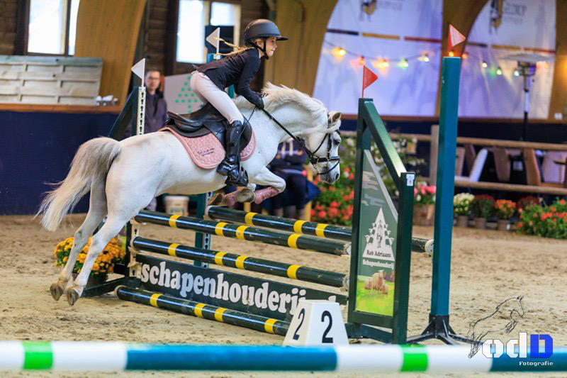 welsh springpony merrie 14 år schimmel till salu - Foto 5