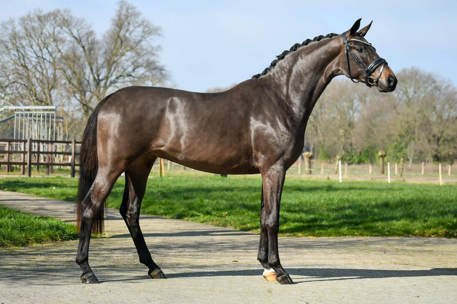 westfalen dressuurpaard merrie 3 years old zwart for sale - Photo 2