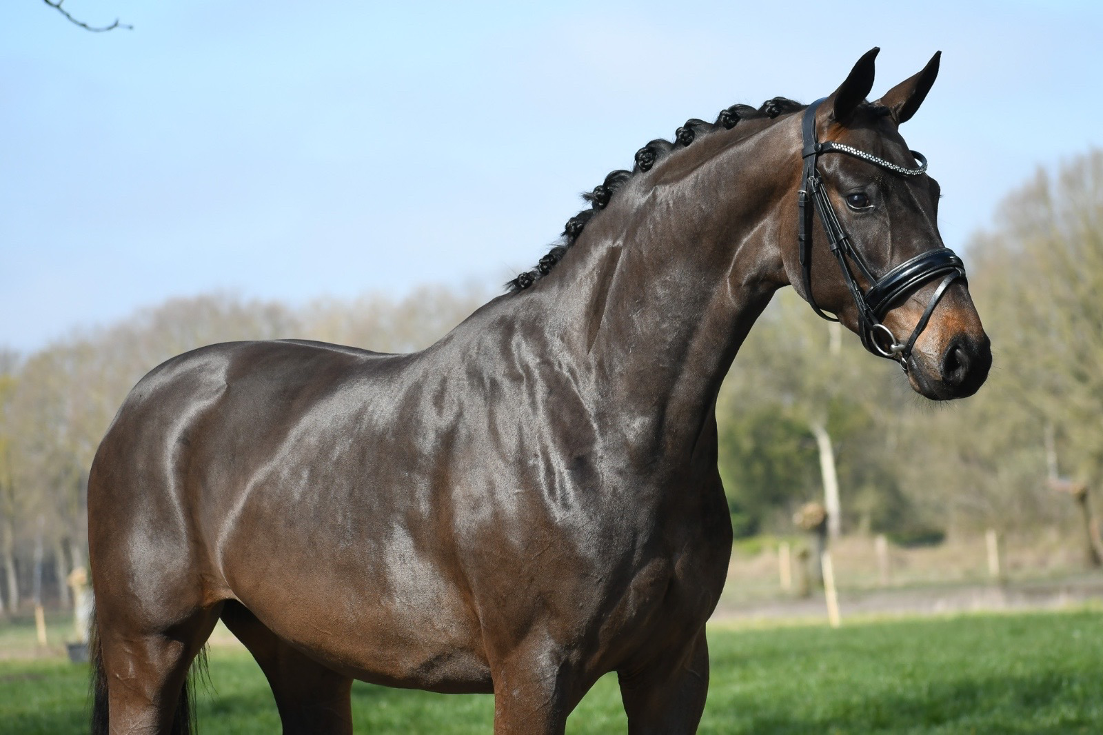 westfalen dressuurpaard merrie 3 years old zwart for sale - Photo 3