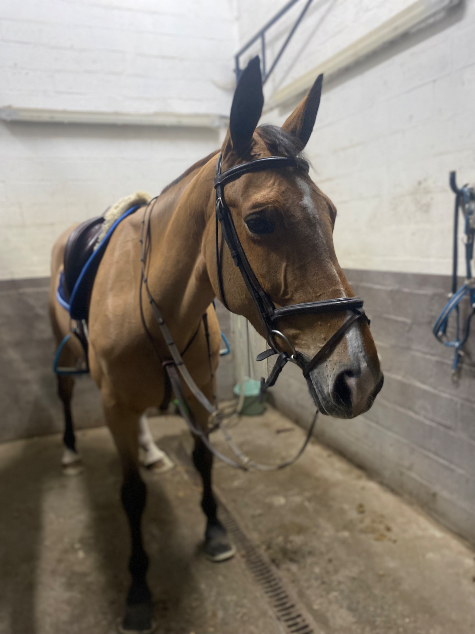 zangersheide springpaard merrie 14 歳 bruin 売り出し中 - 写真 2