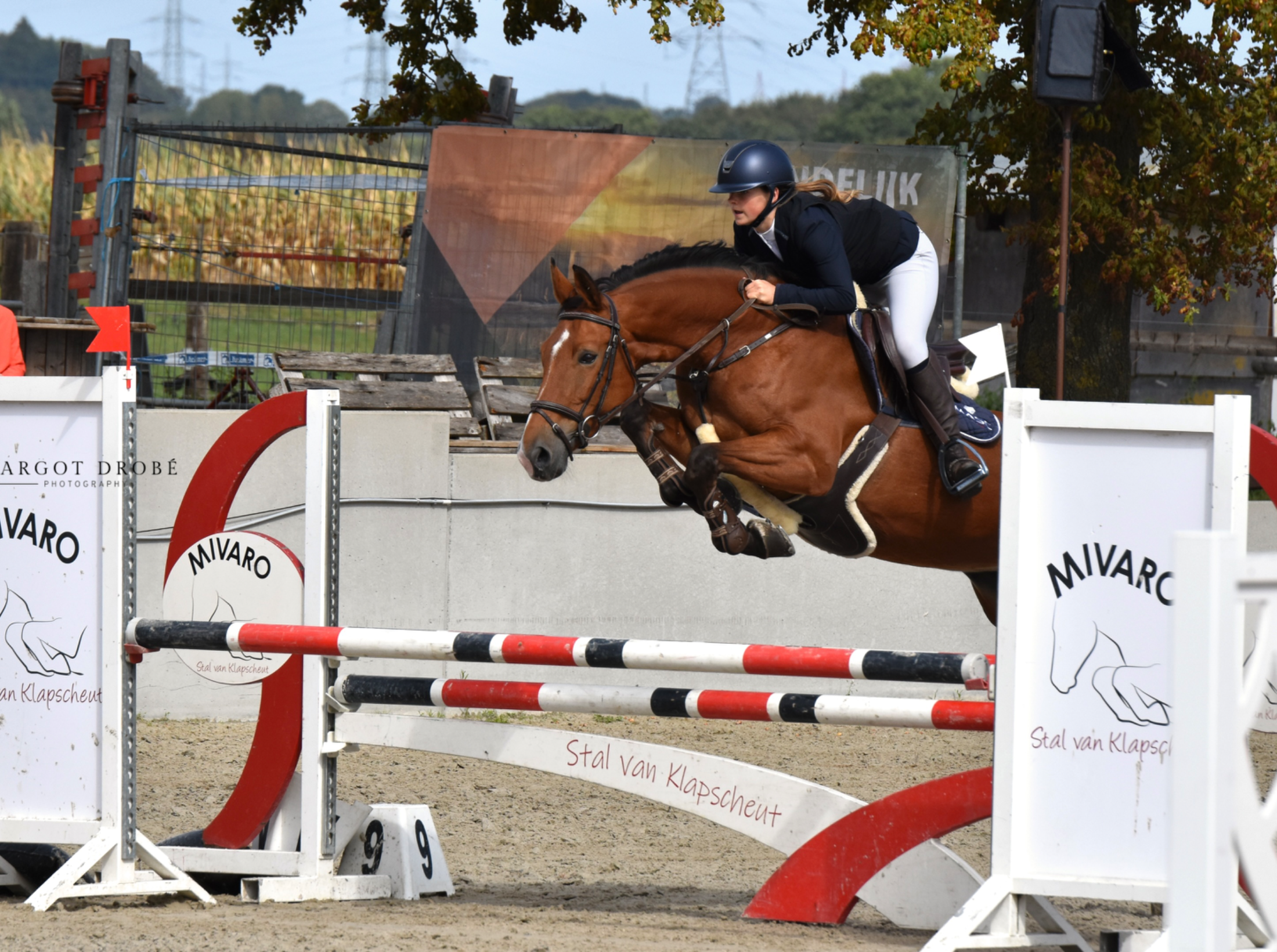 zangersheide springpaard merrie 14 歳 bruin 売り出し中 - 写真 5