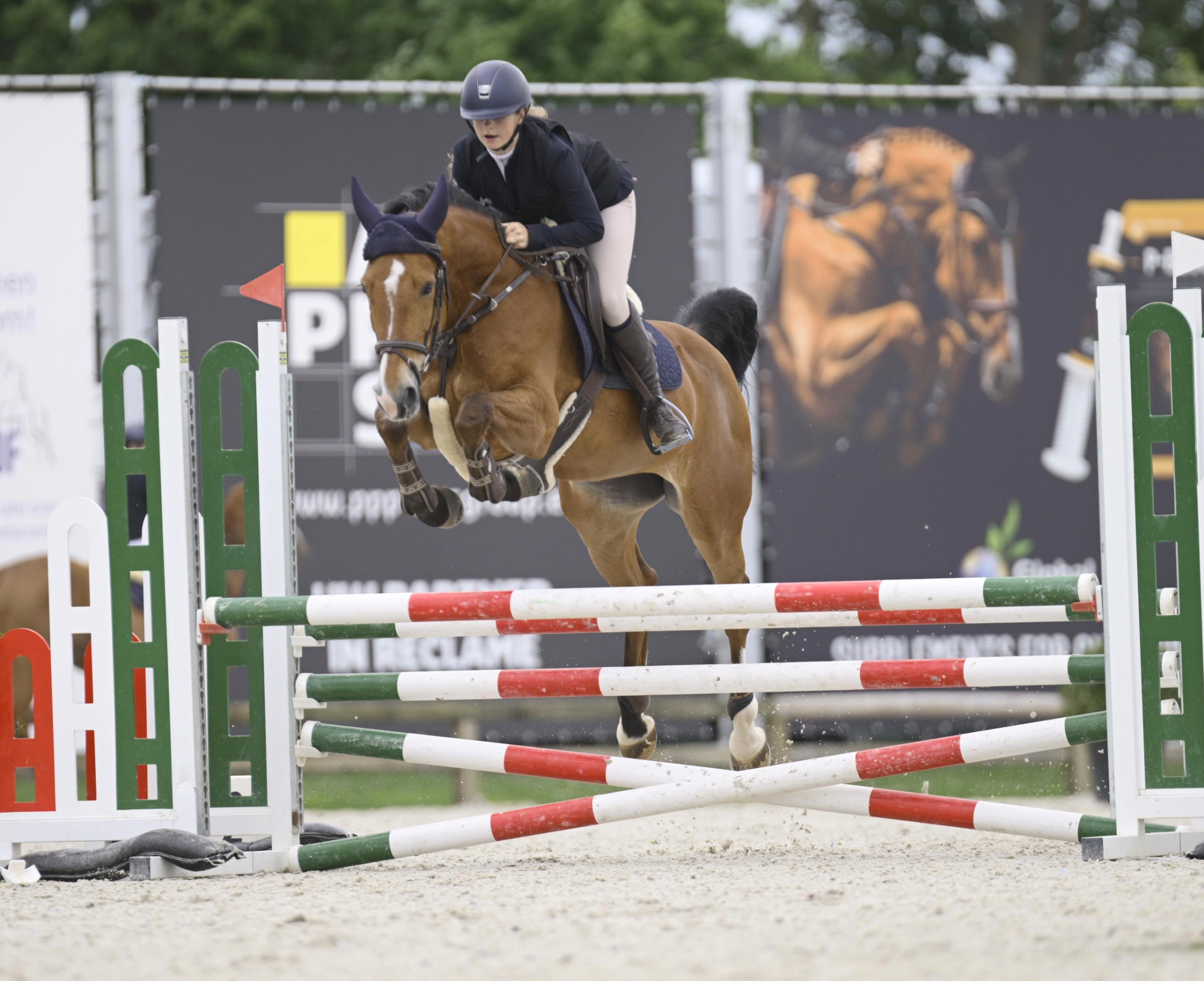 zangersheide springpaard merrie 14 歳 bruin 売り出し中 - 写真 3