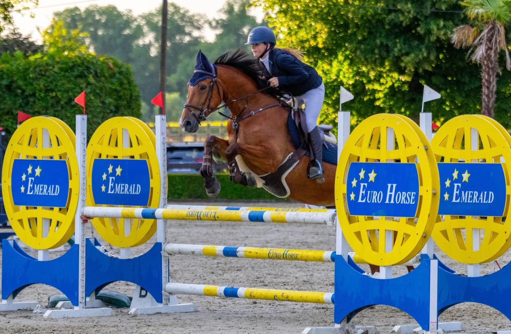 zangersheide springpaard merrie 14 歳 bruin 売り出し中 - 写真 4