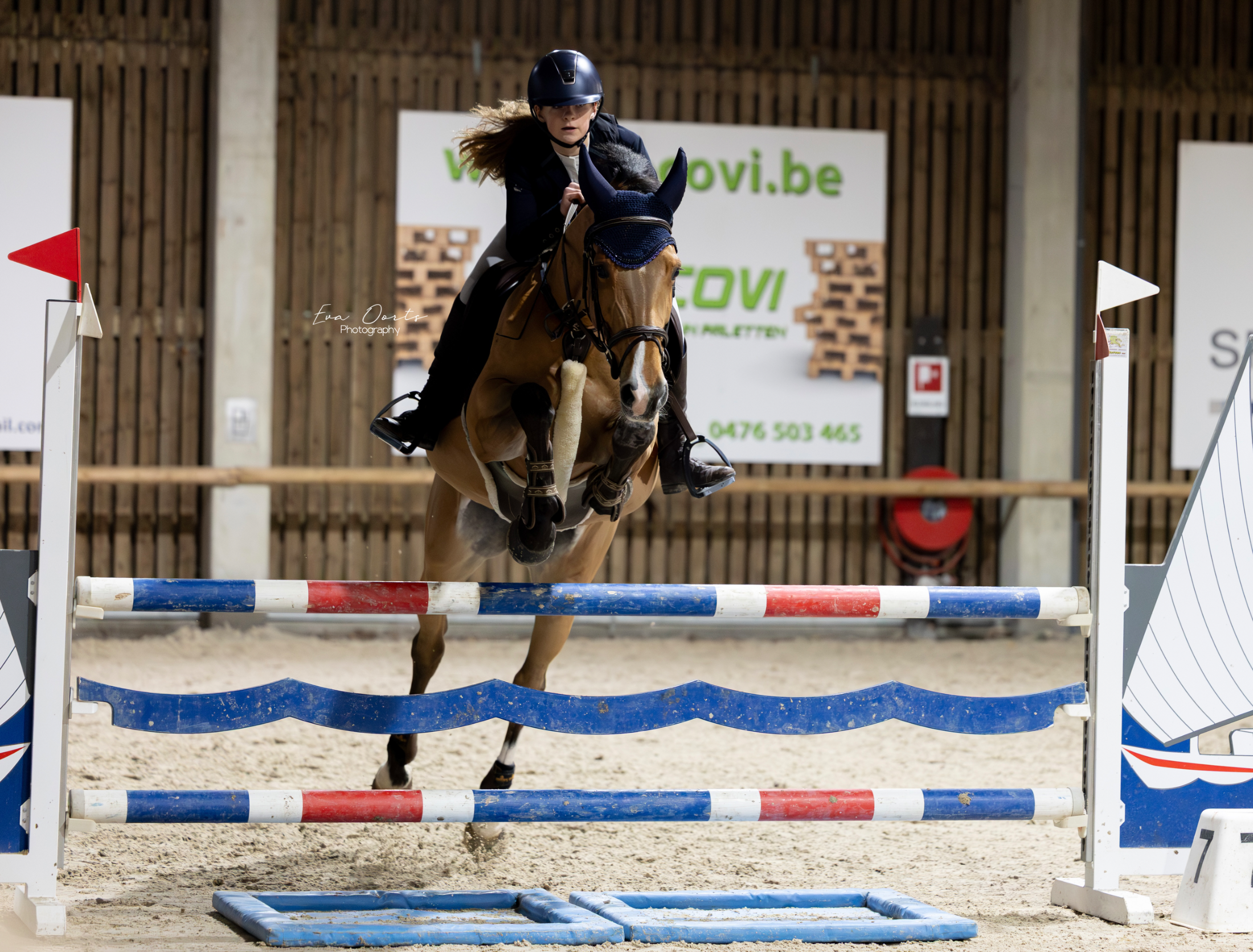 zangersheide springpaard merrie 14 歳 bruin 売り出し中 - 写真 6