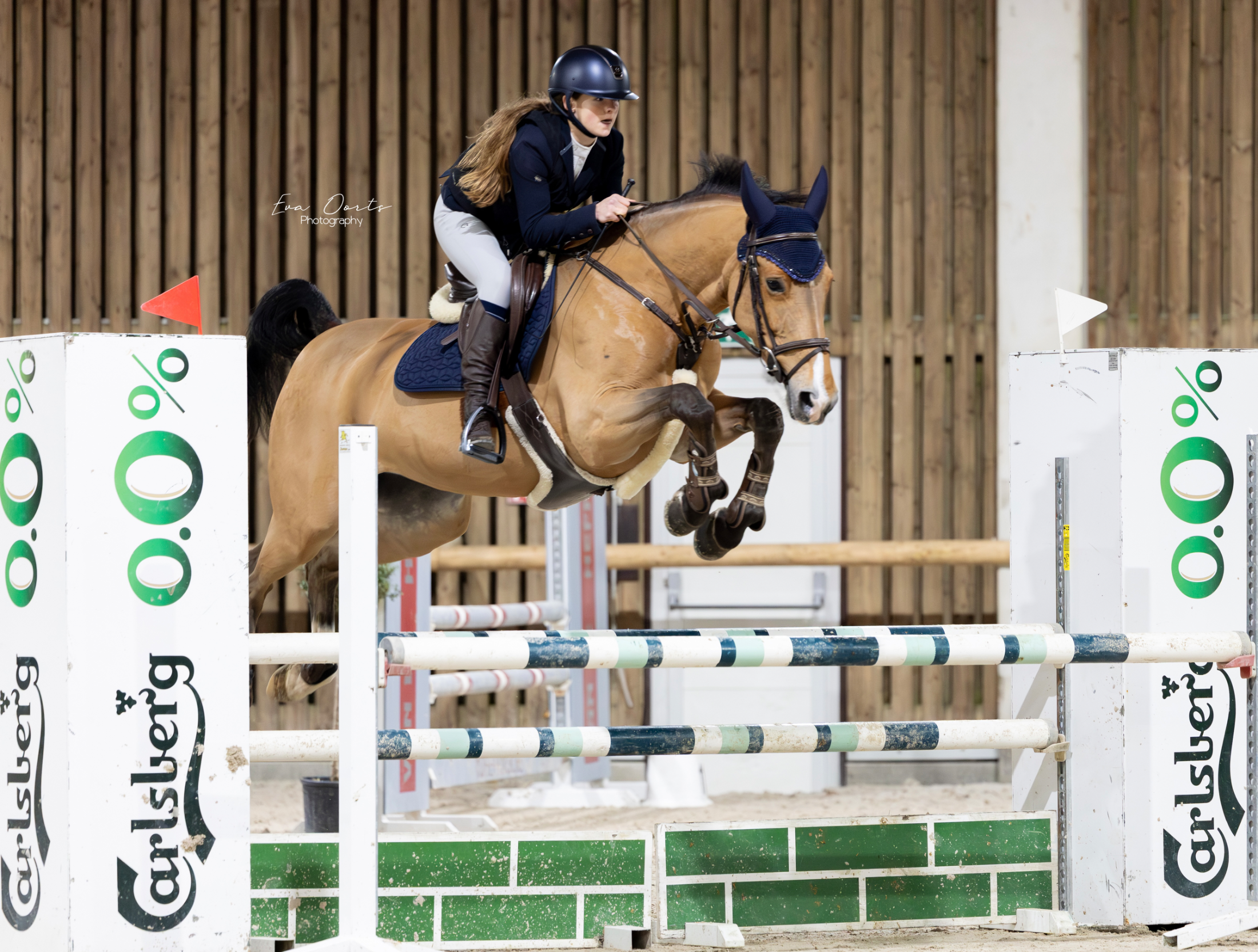 非常に誠実な障害飛越用牝馬