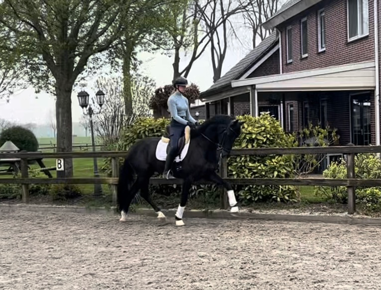 kwpn dressuurpaard merrie 4 years old zwart for sale - Photo 2