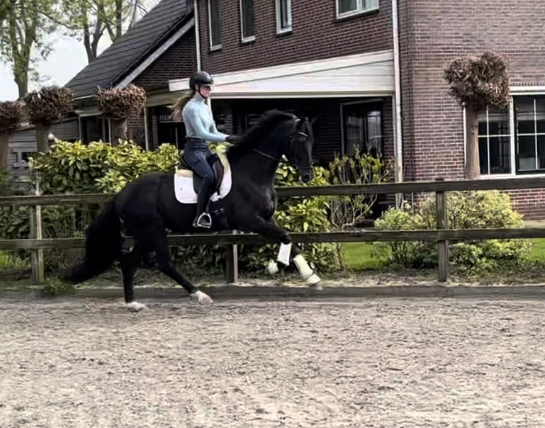 kwpn dressuurpaard merrie 4 years old zwart for sale - Photo 3