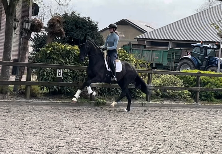 4-year-old Desperado x First promise mare