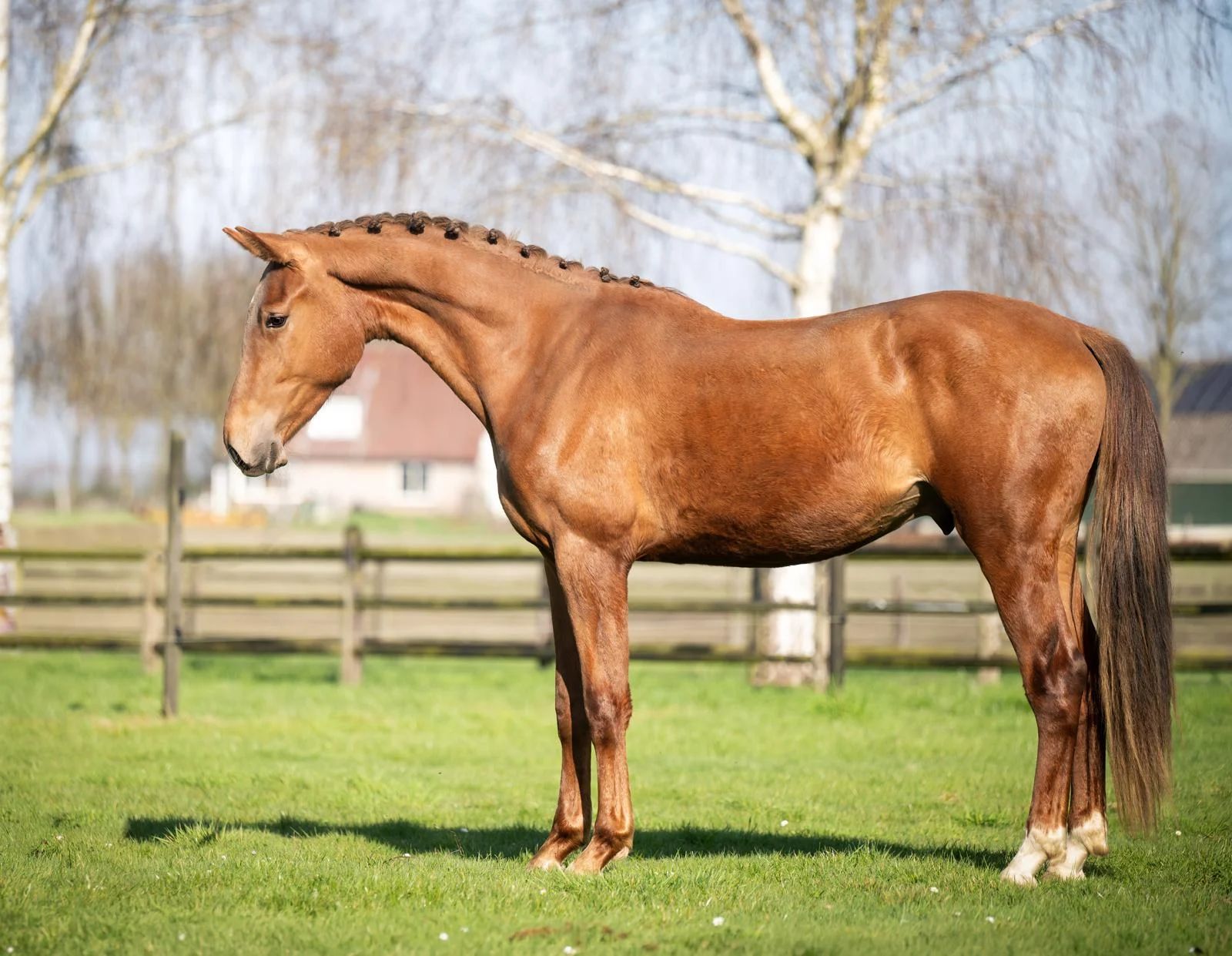 kwpn dressuurpaard ruin 3 歳 vos 売り出し中 - 写真 3