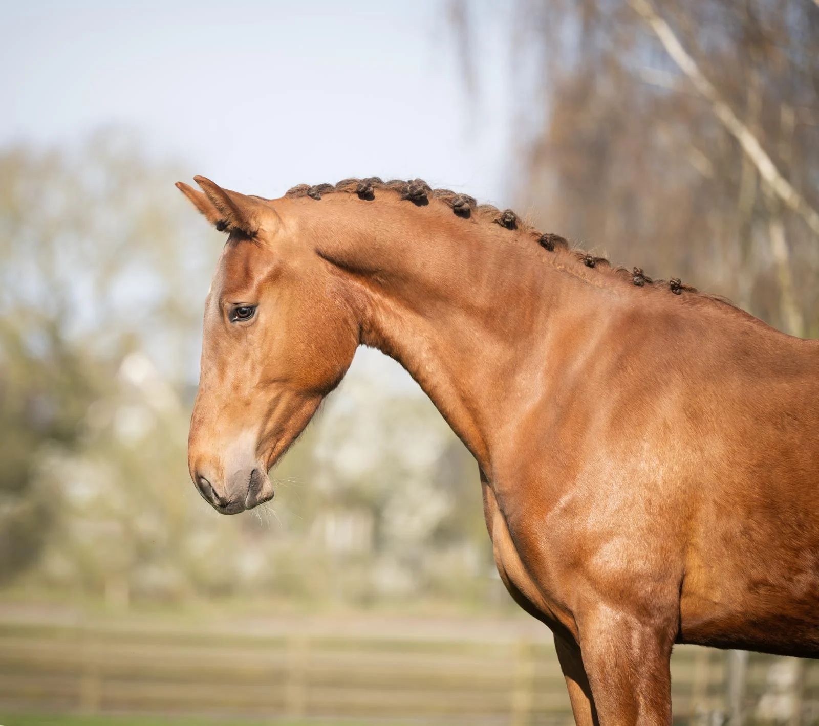 kwpn dressuurpaard ruin 3 歳 vos 売り出し中 - 写真 2