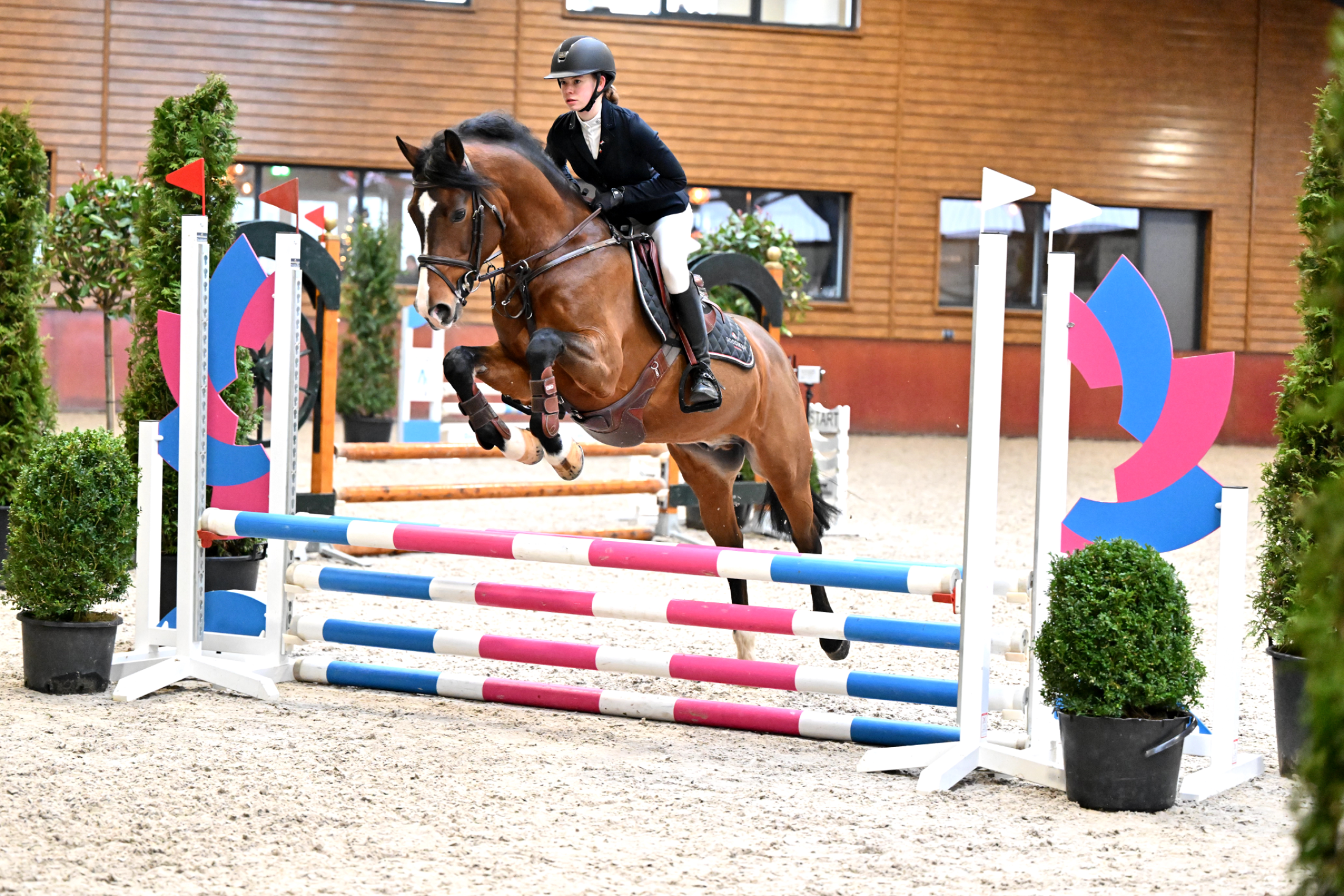 new-forest allround-pony ruin 12 years old donkerbruin for sale - Photo 3