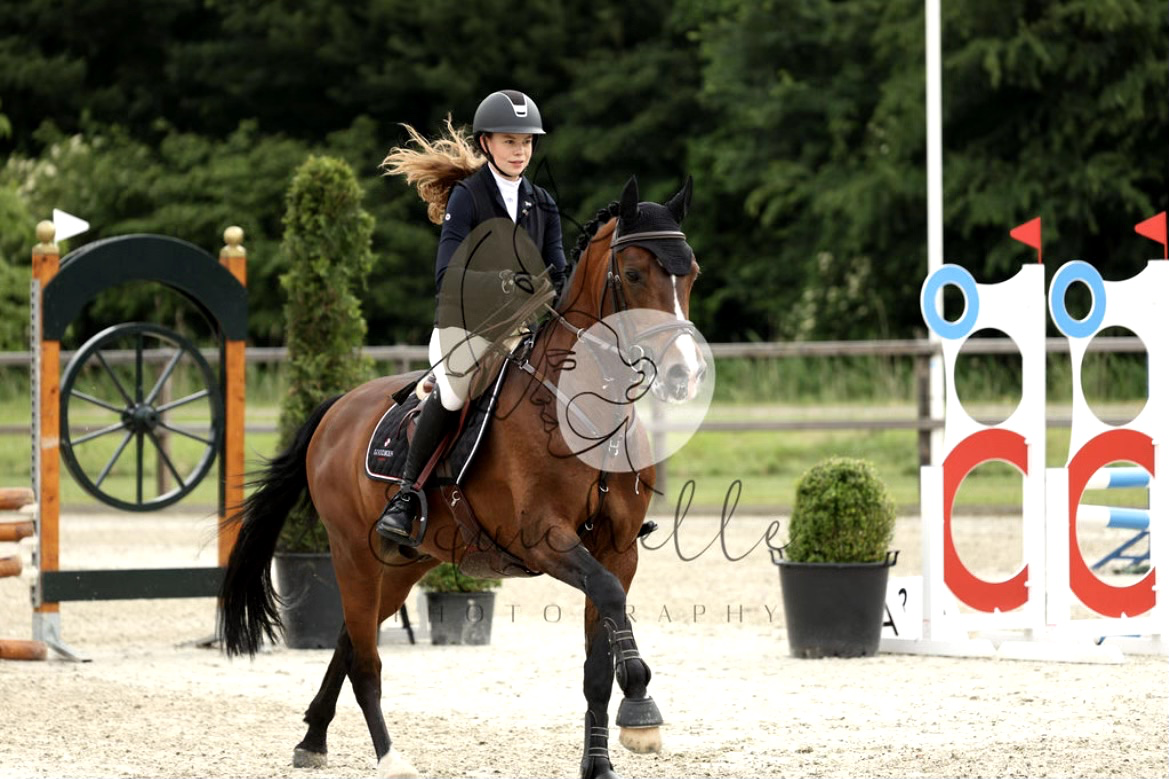 new-forest allround-pony ruin 12 years old donkerbruin for sale - Photo 4