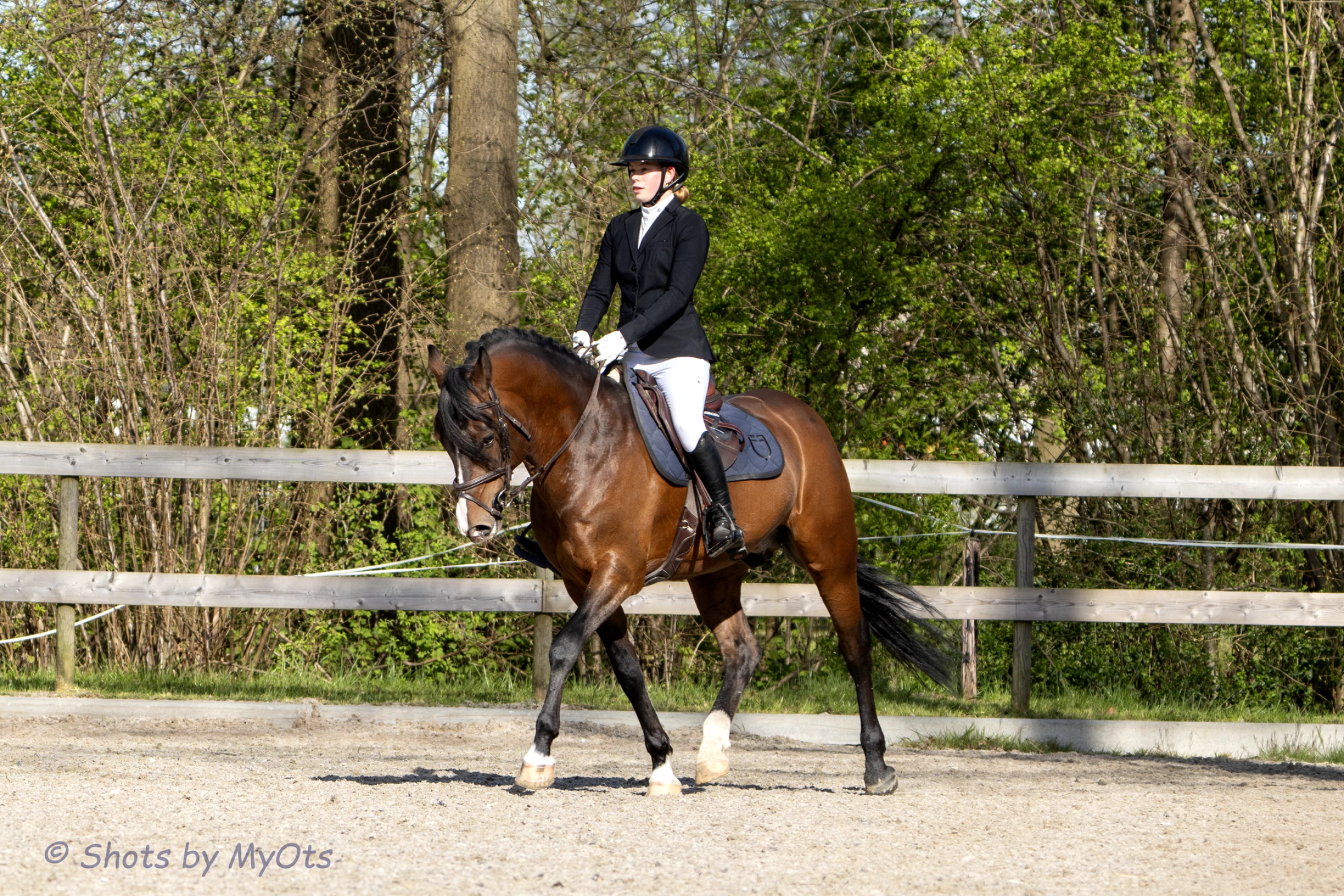 new-forest allround-pony ruin 12 years old donkerbruin for sale - Photo 5