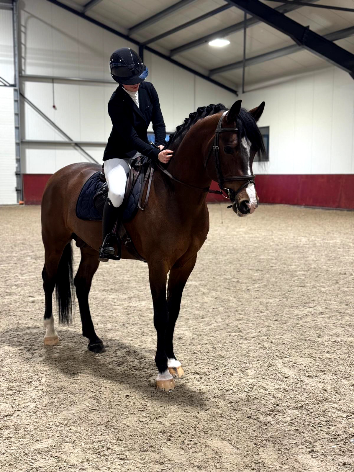 new-forest allround-pony ruin 12 years old donkerbruin for sale - Photo 6