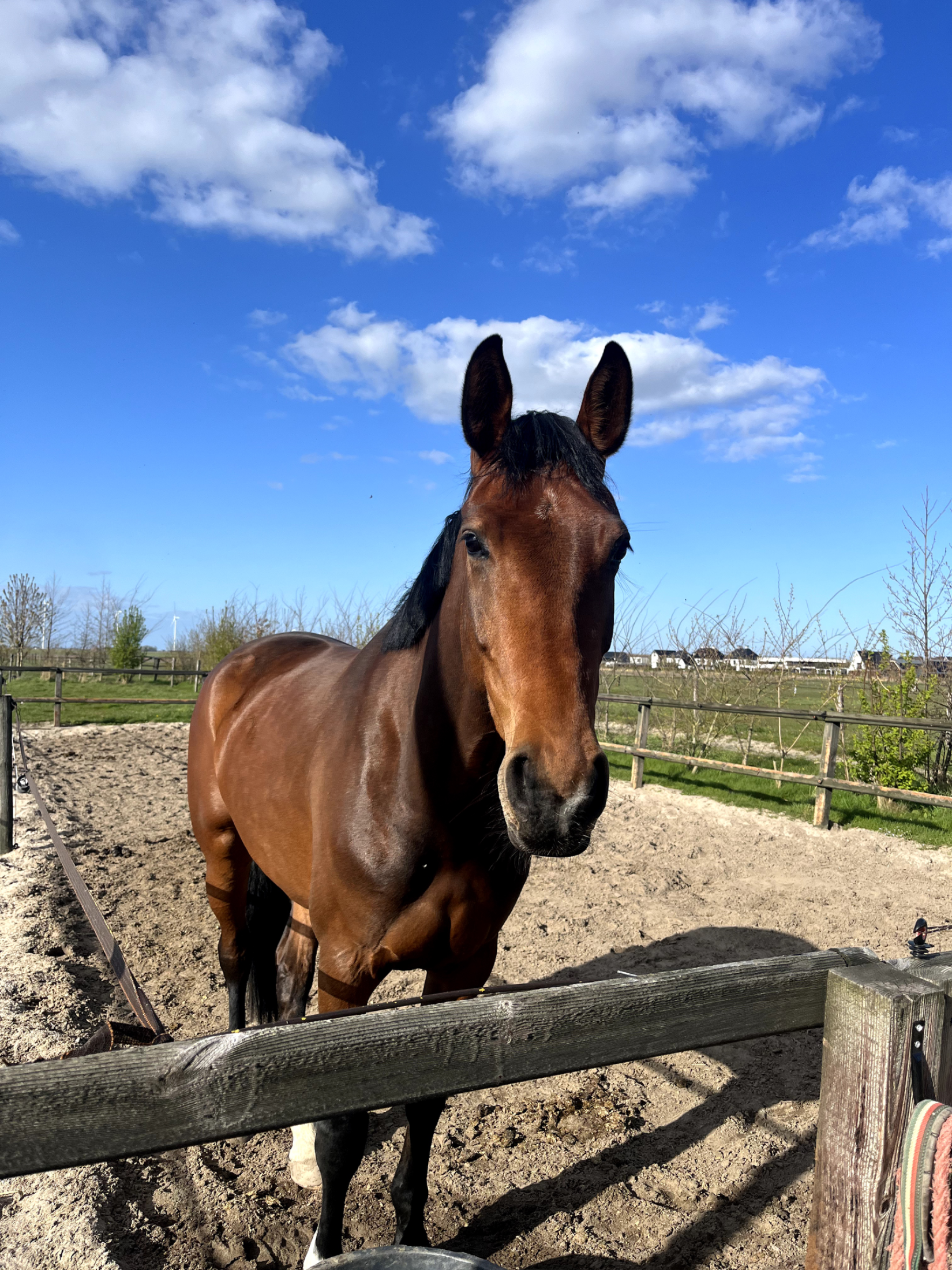 westfalen dressuurpaard merrie 5 years old bruin for sale - Photo 2