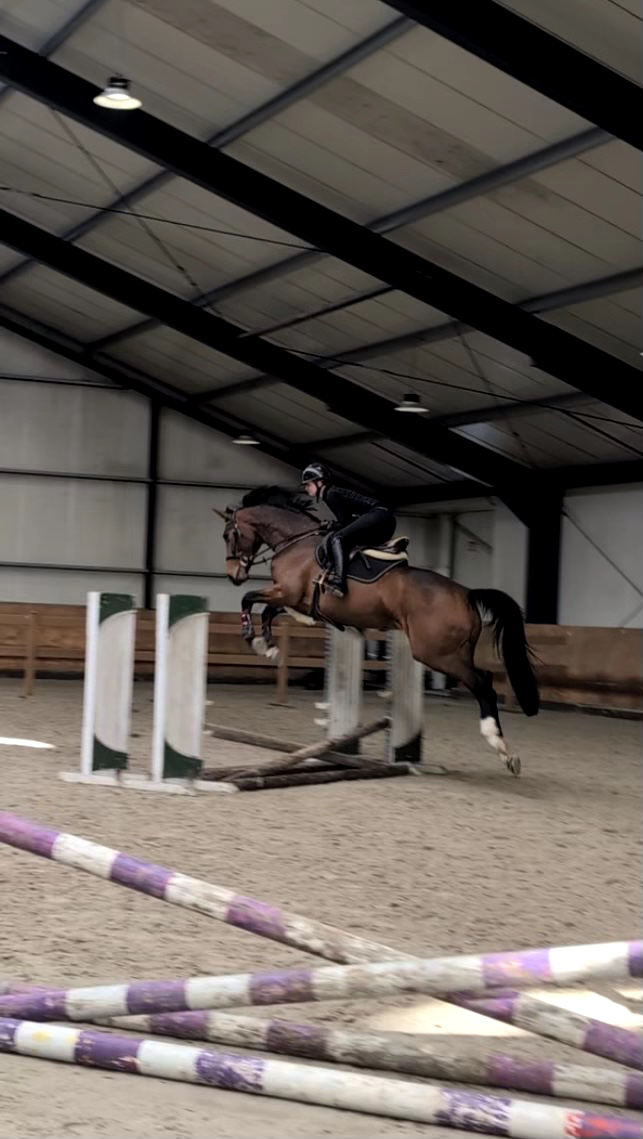 westfalen dressuurpaard merrie 5 years old bruin for sale - Photo 3