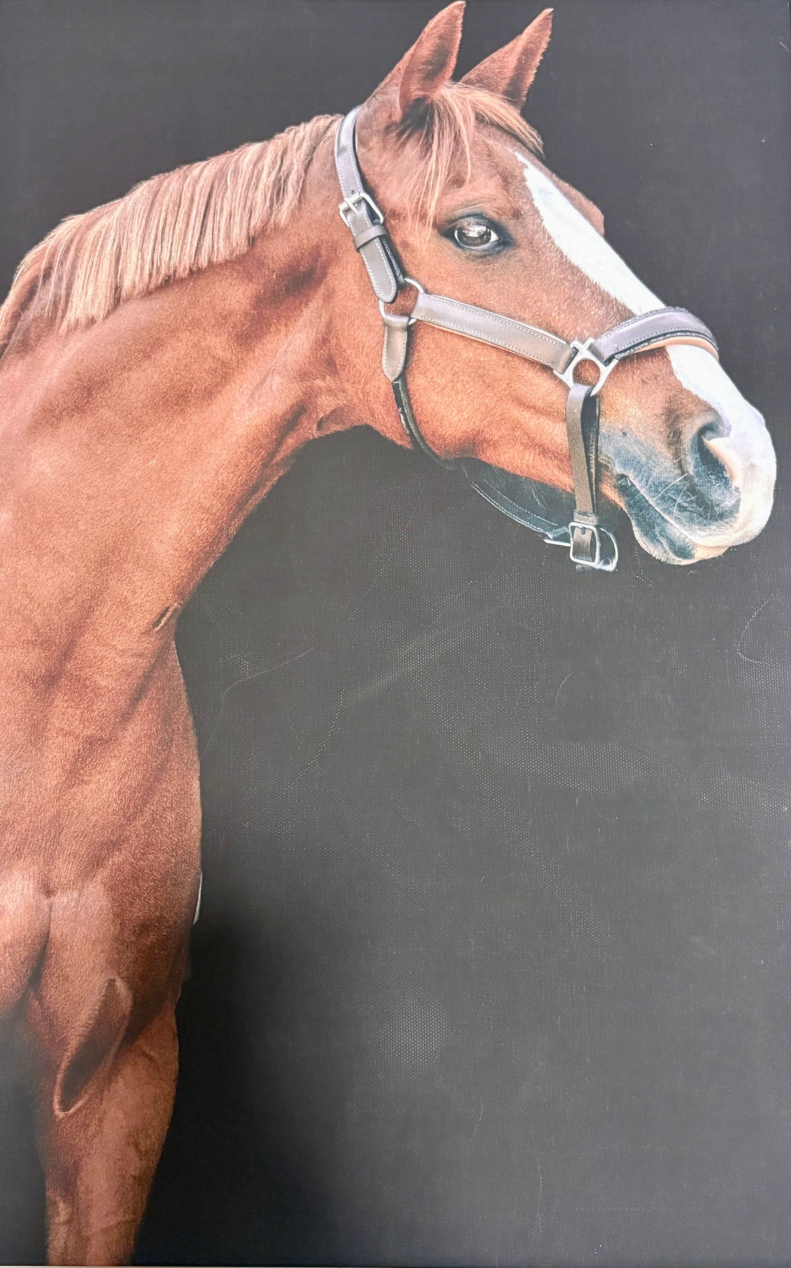 duitse-rijpony allround-pony merrie 12 years old andere-kleur for sale - Photo 2