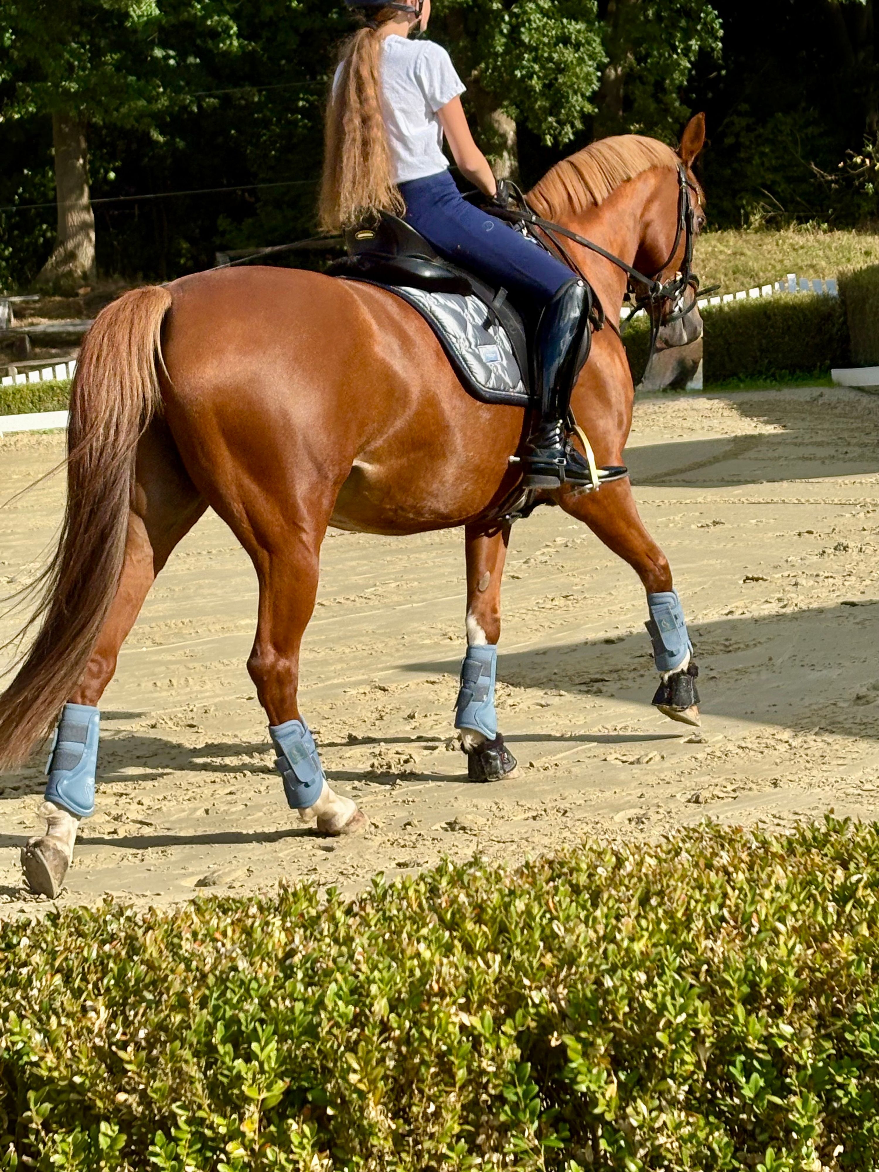 duitse-rijpony allround-pony merrie 12 years old andere-kleur for sale - Photo 4