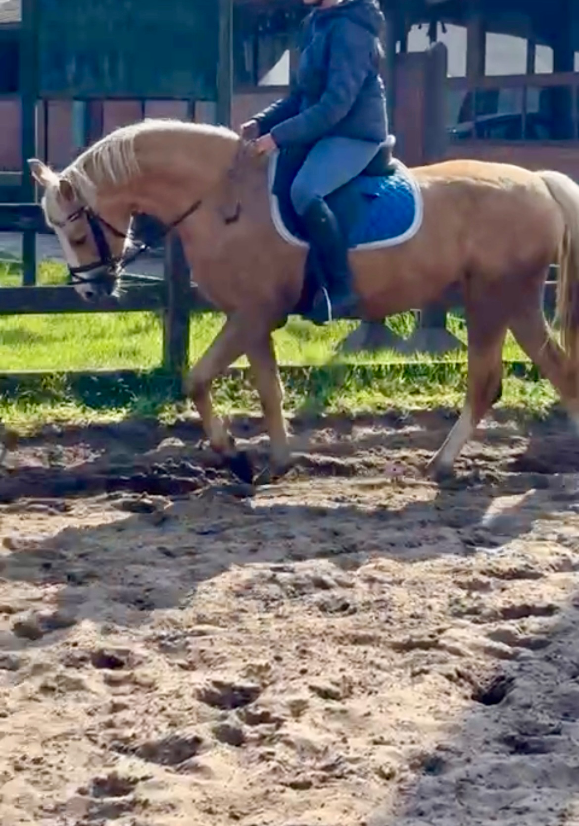 kwpn pony merrie 4 years old palomino for sale - Photo 4