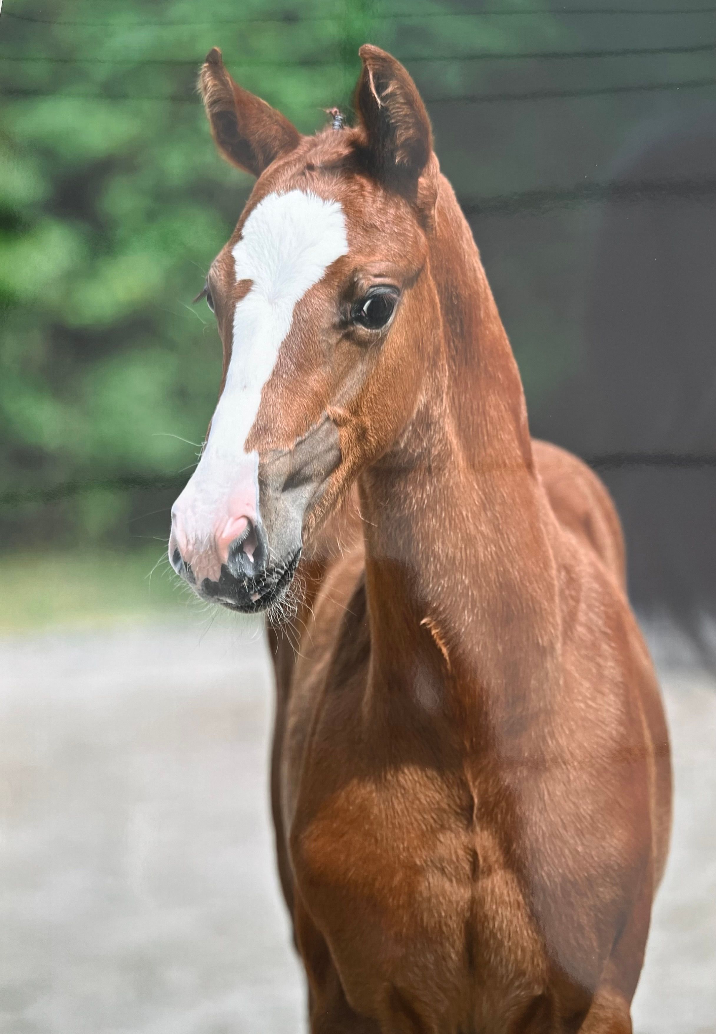 Ermitage Kalone yearling mâle