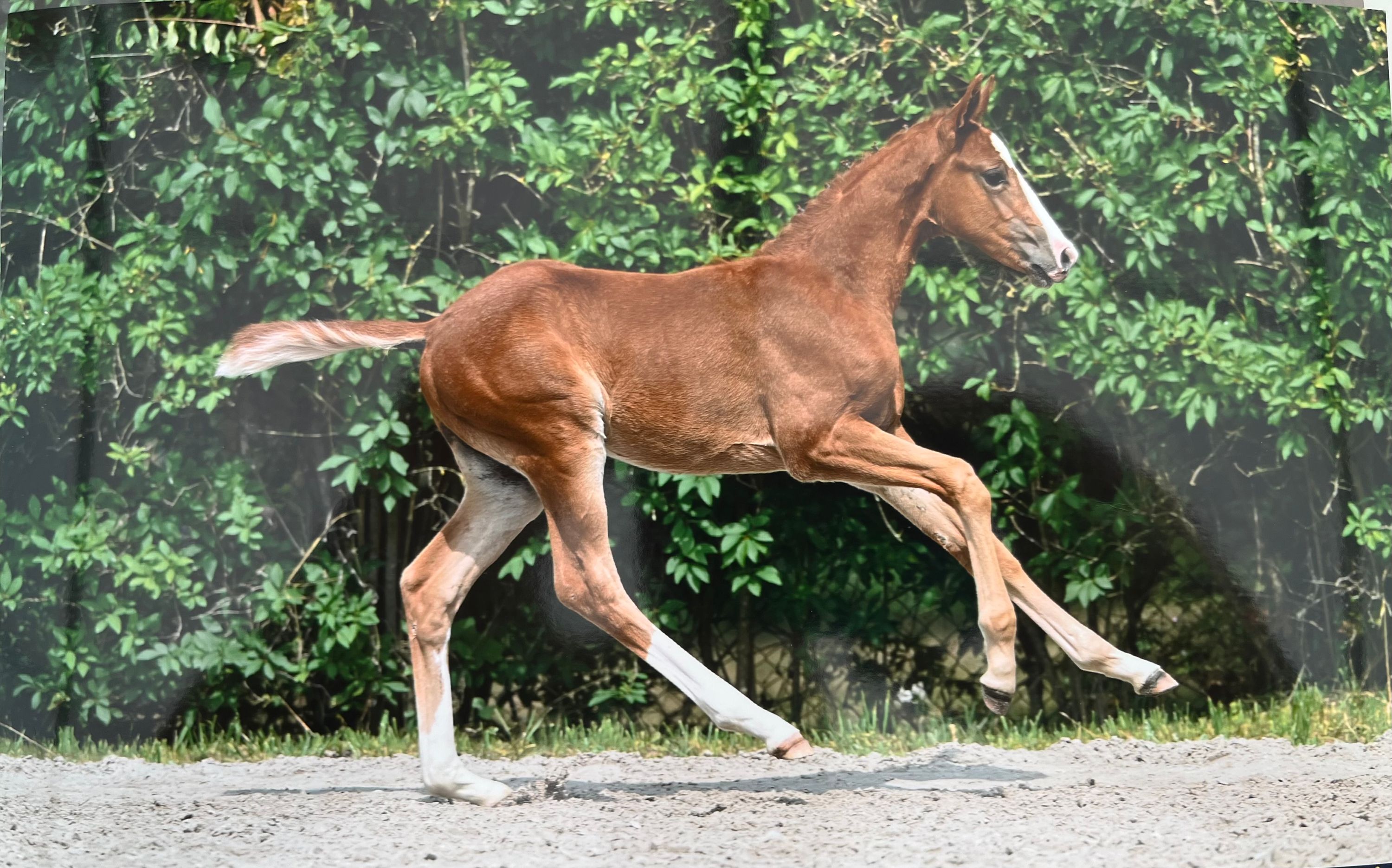 zangersheide springpaard hengst 1 años vos en venta - Foto 3