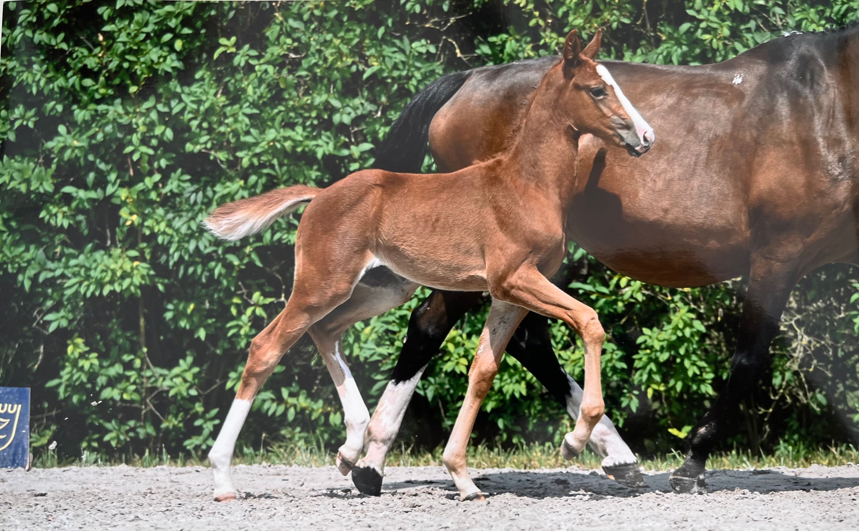 zangersheide springpaard hengst 1 años vos en venta - Foto 2