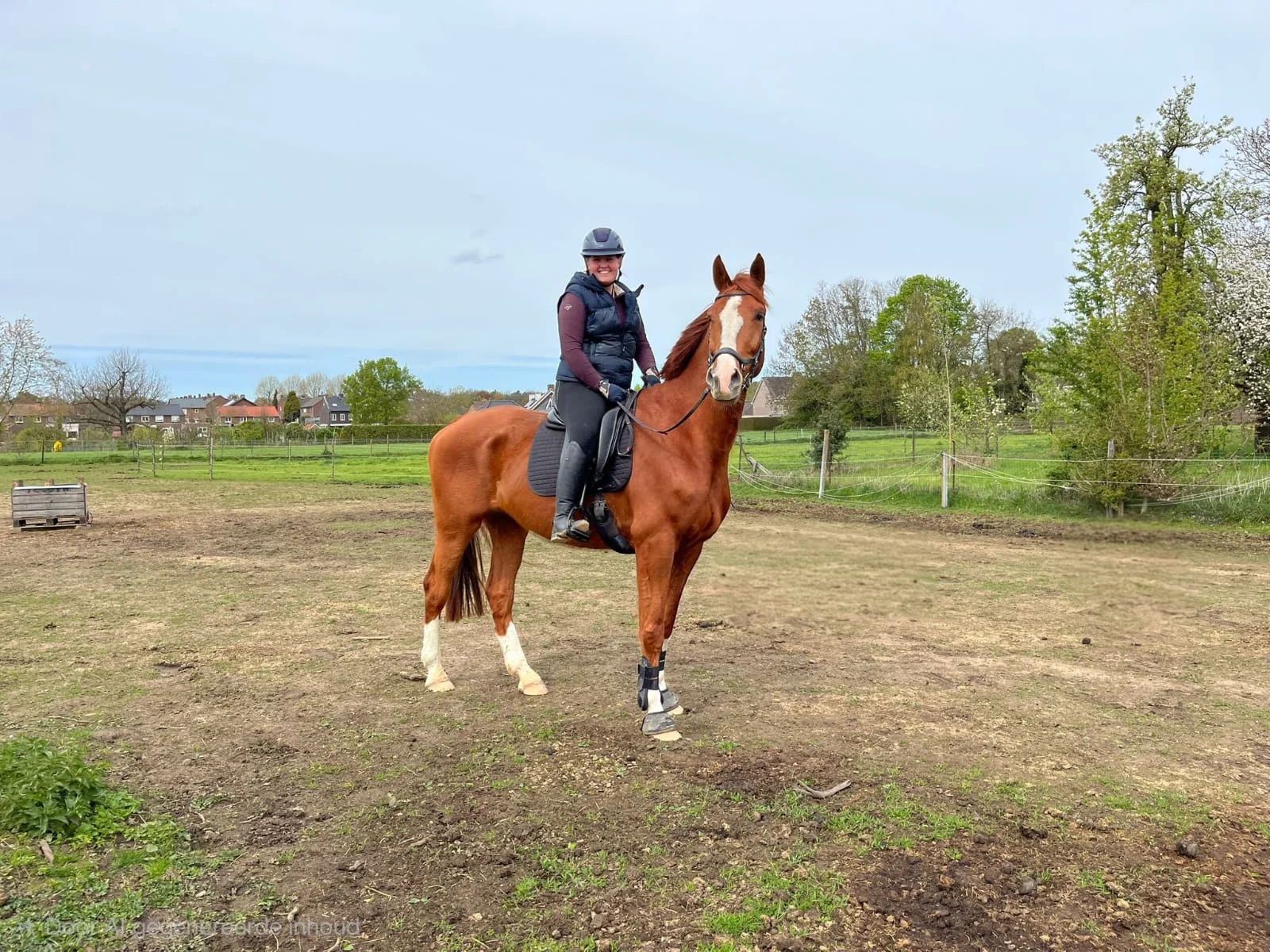 kwpn dressuurpaard ruin 10 år vos till salu - Foto 2