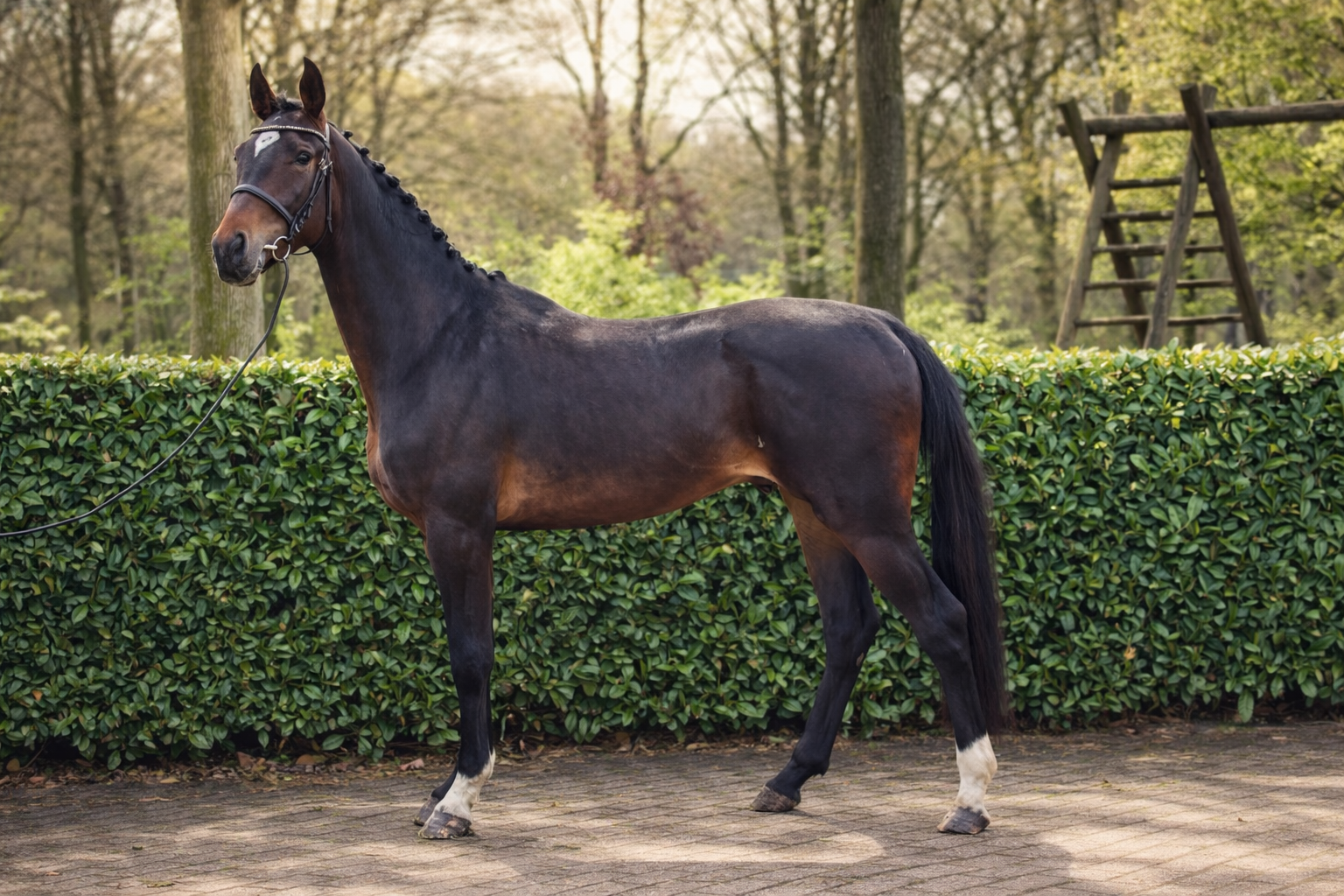 hannoveraan dressuurpaard hengst 3 jaar donkerbruin te koop - Hoofdfoto