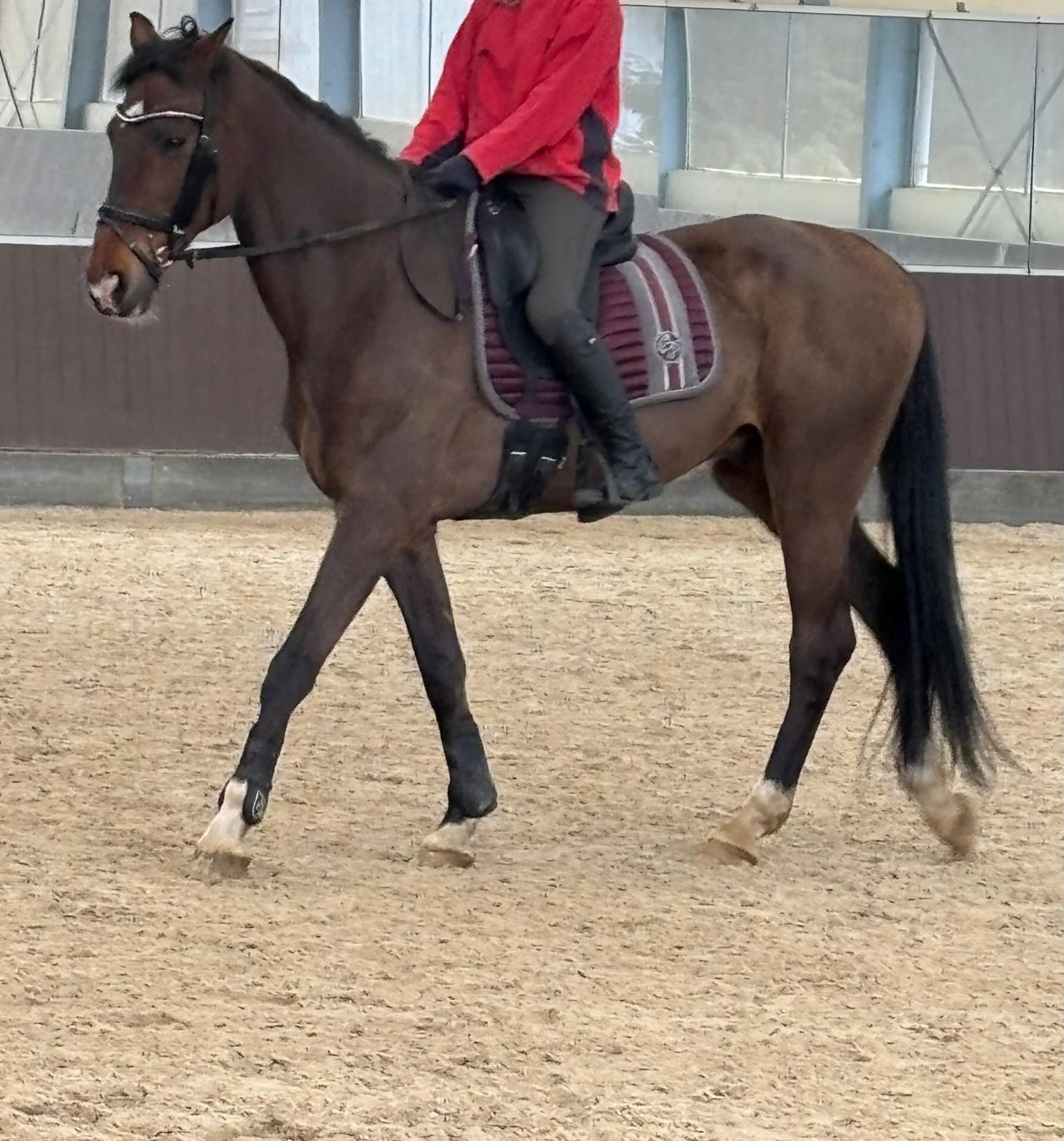 馬場馬術用馬（騸馬）販売中
