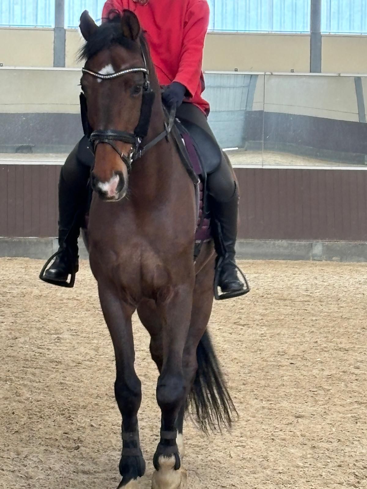 warmbloed dressuurpaard ruin 16 歳 bruin 売り出し中 - 写真 2