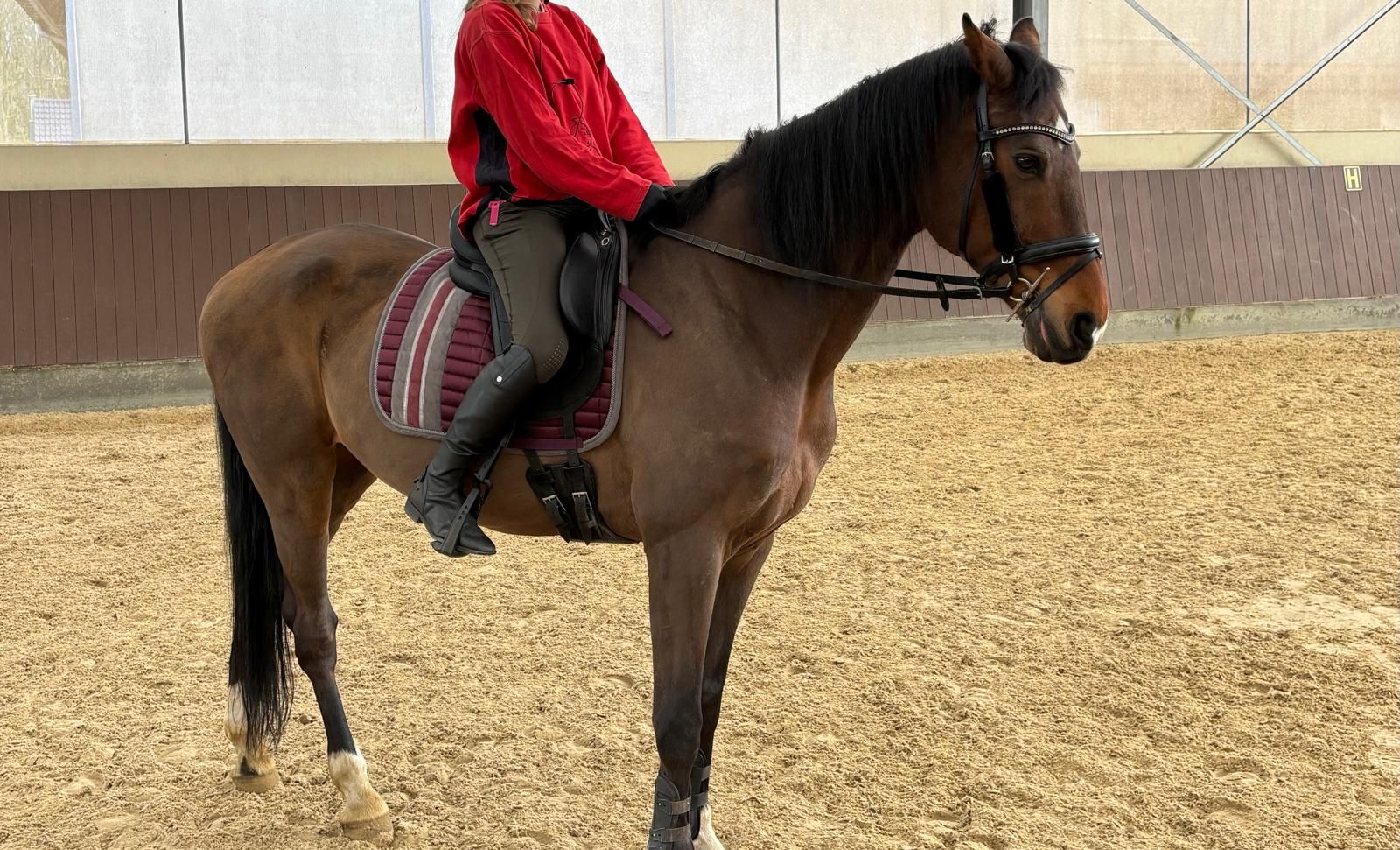 warmbloed dressuurpaard ruin 16 歳 bruin 売り出し中 - 写真 4