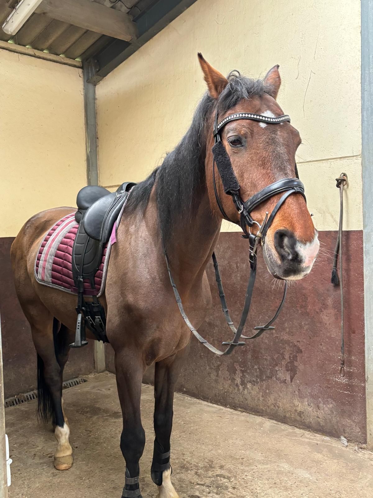 warmbloed dressuurpaard ruin 16 歳 bruin 売り出し中 - 写真 5