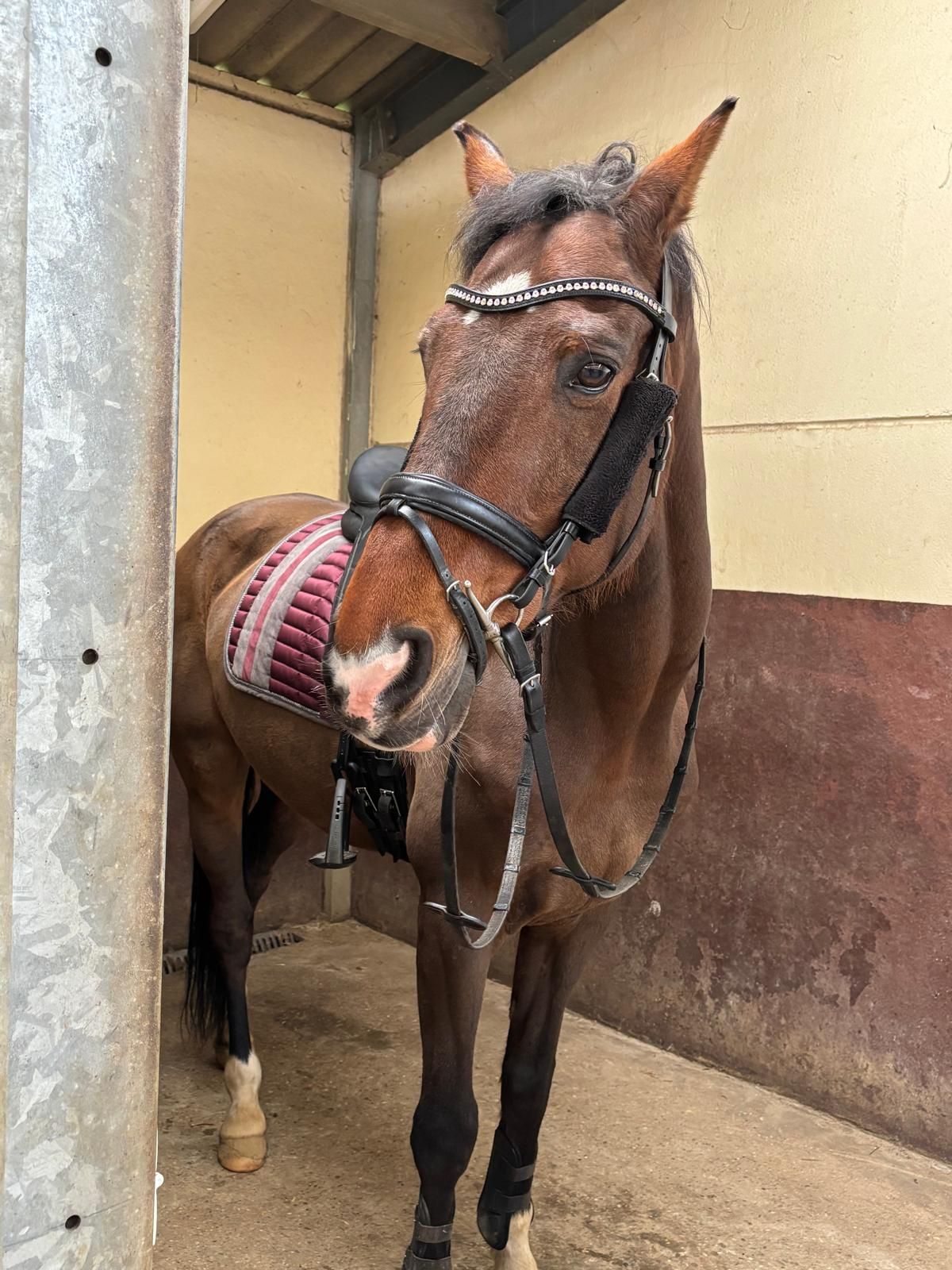 warmbloed dressuurpaard ruin 16 歳 bruin 売り出し中 - 写真 6
