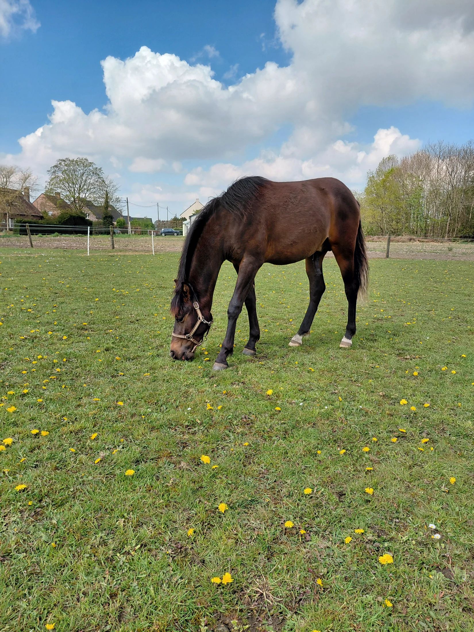 welsh dressuurpony hengst 1 let donkerbruin na prodej - Foto 3