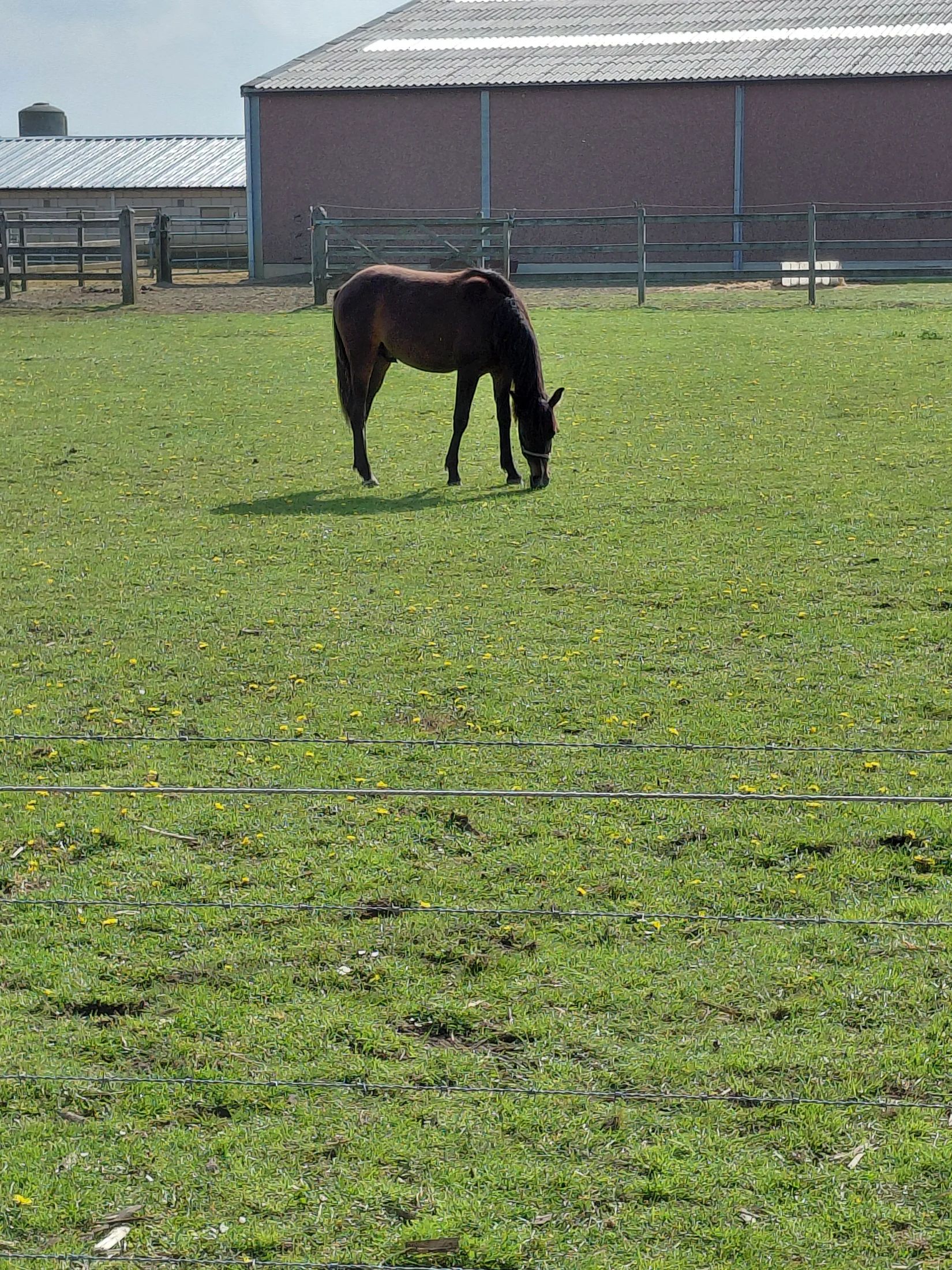 welsh dressuurpony hengst 1 let donkerbruin na prodej - Foto 2