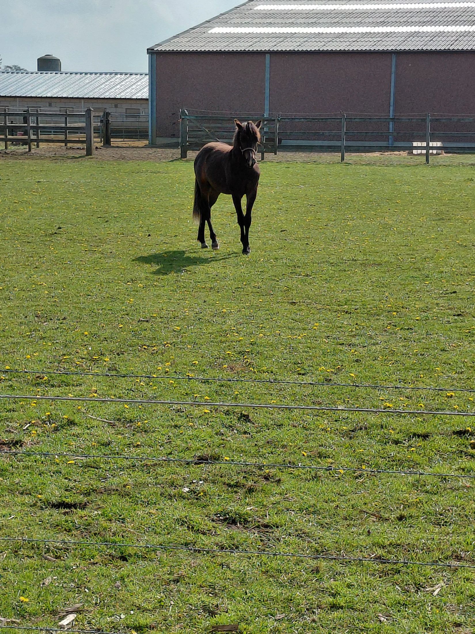 welsh dressuurpony hengst 1 let donkerbruin na prodej - Foto 4