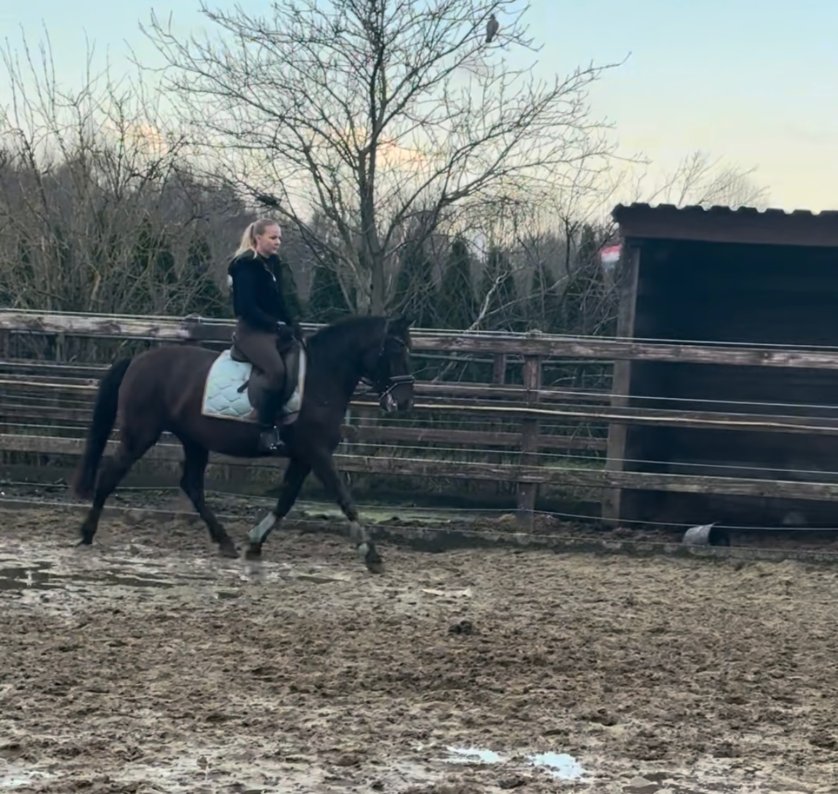 allround-pony merrie 4 years old donkerbruin for sale - Photo 6