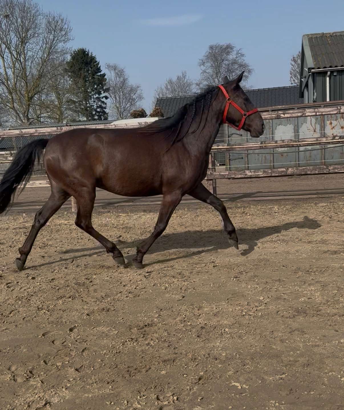 allround-pony merrie 4 years old donkerbruin for sale - Photo 5