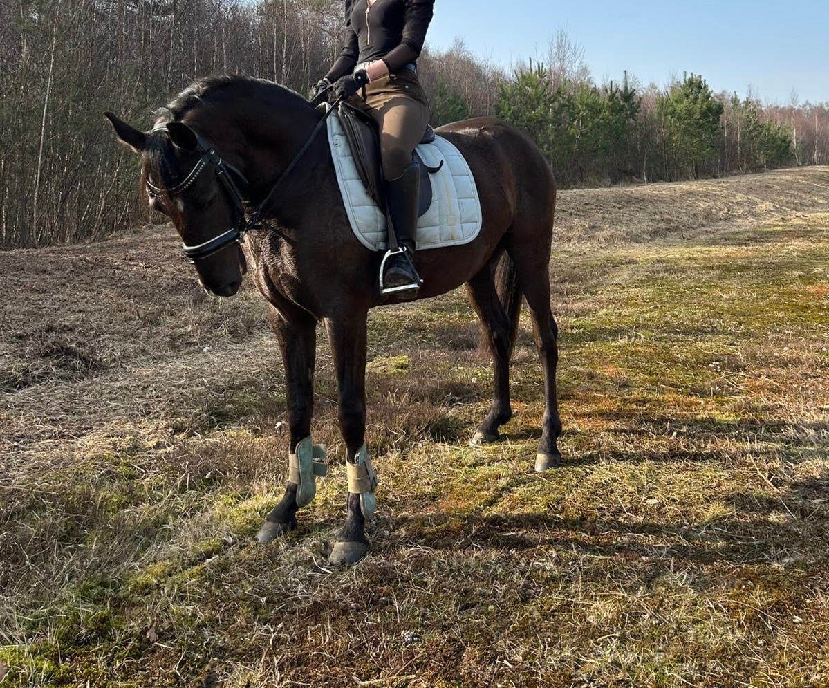 allround-pony merrie 4 years old donkerbruin for sale - Photo 3